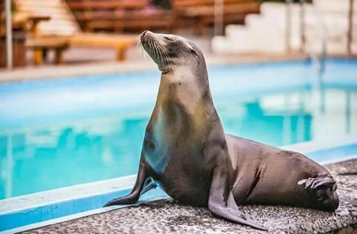 Animals in Hotel Solymar