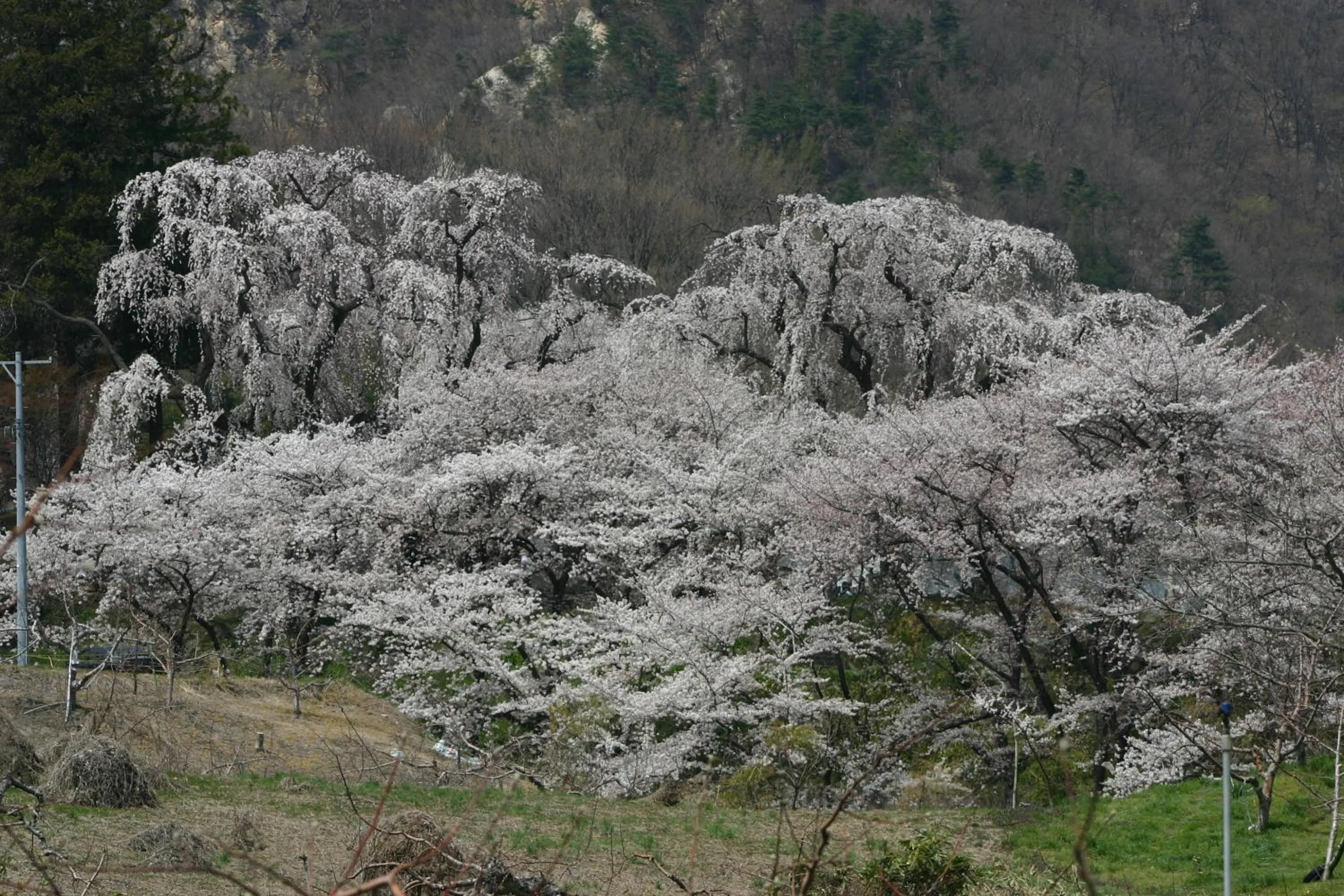 Spring in Shosenkaku