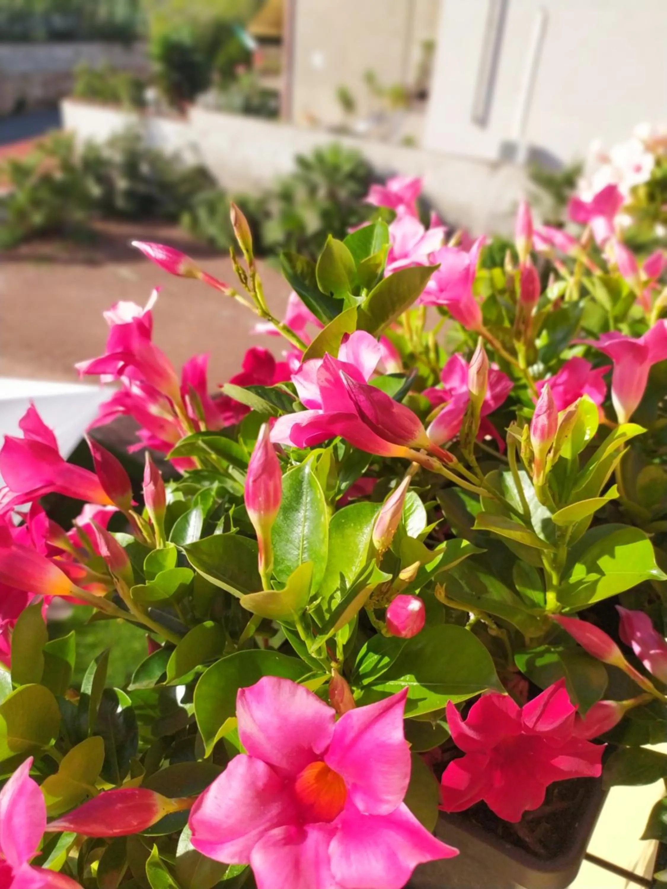 Garden in Il Sentiero B&Bìo