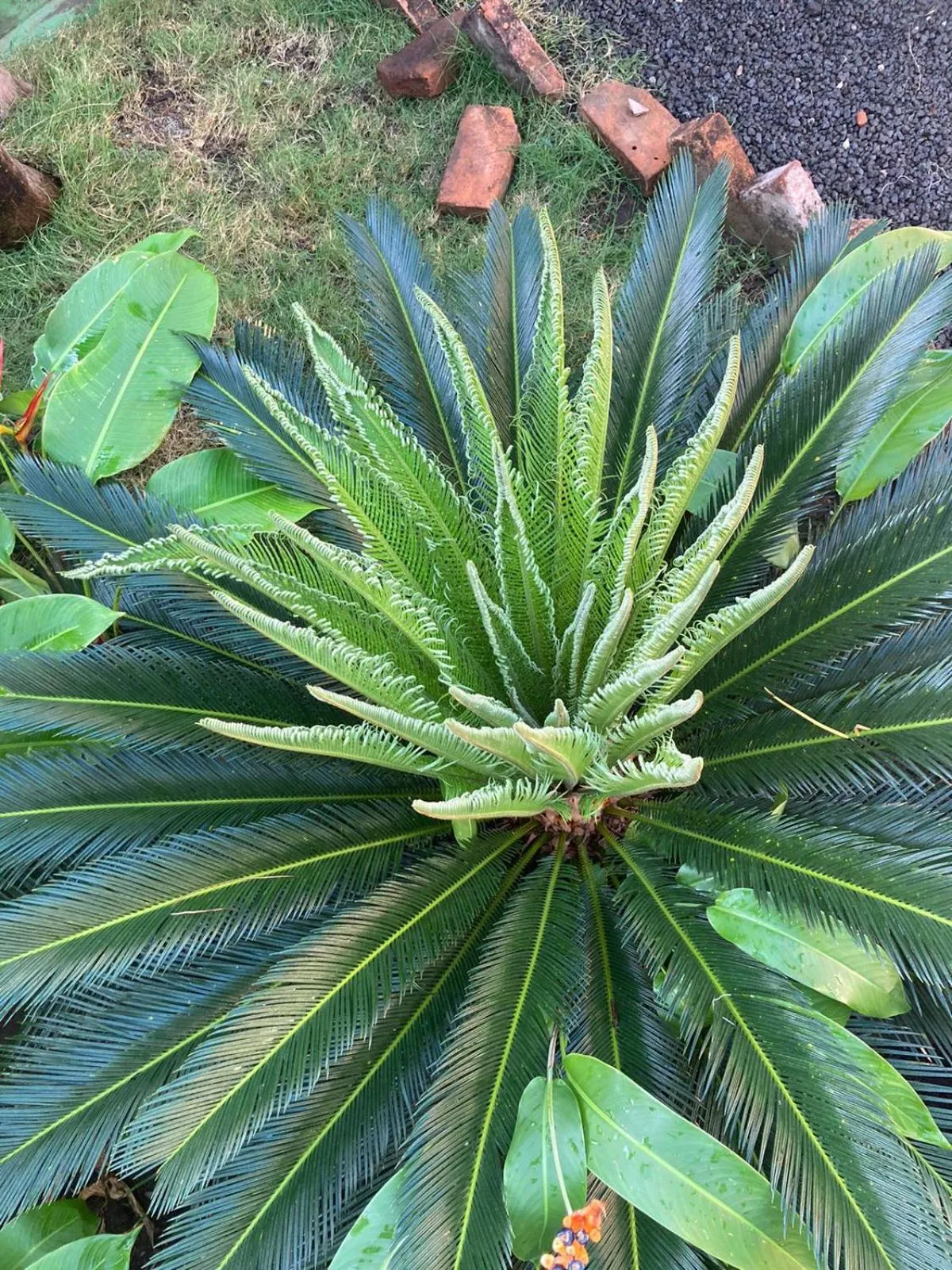 Garden in Cueva Nica