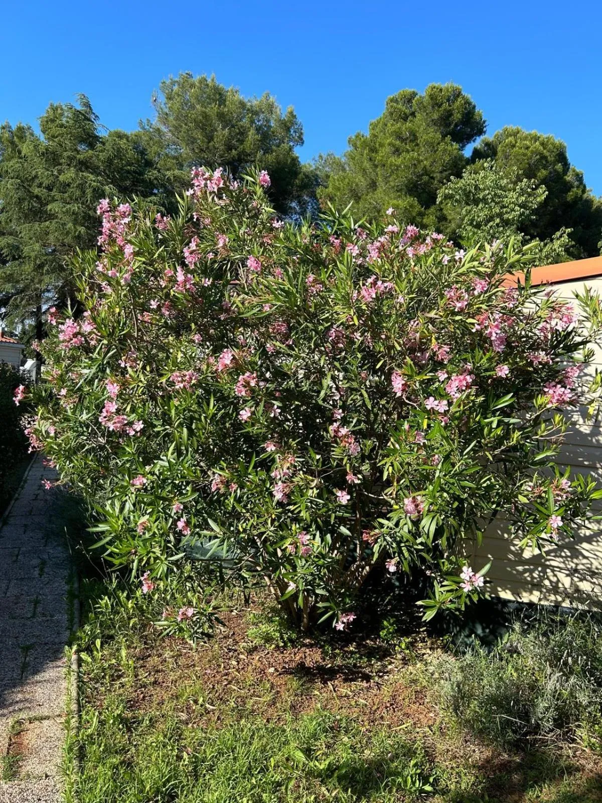 Camping Media Mobile Homes in Brioni Sunny Camping