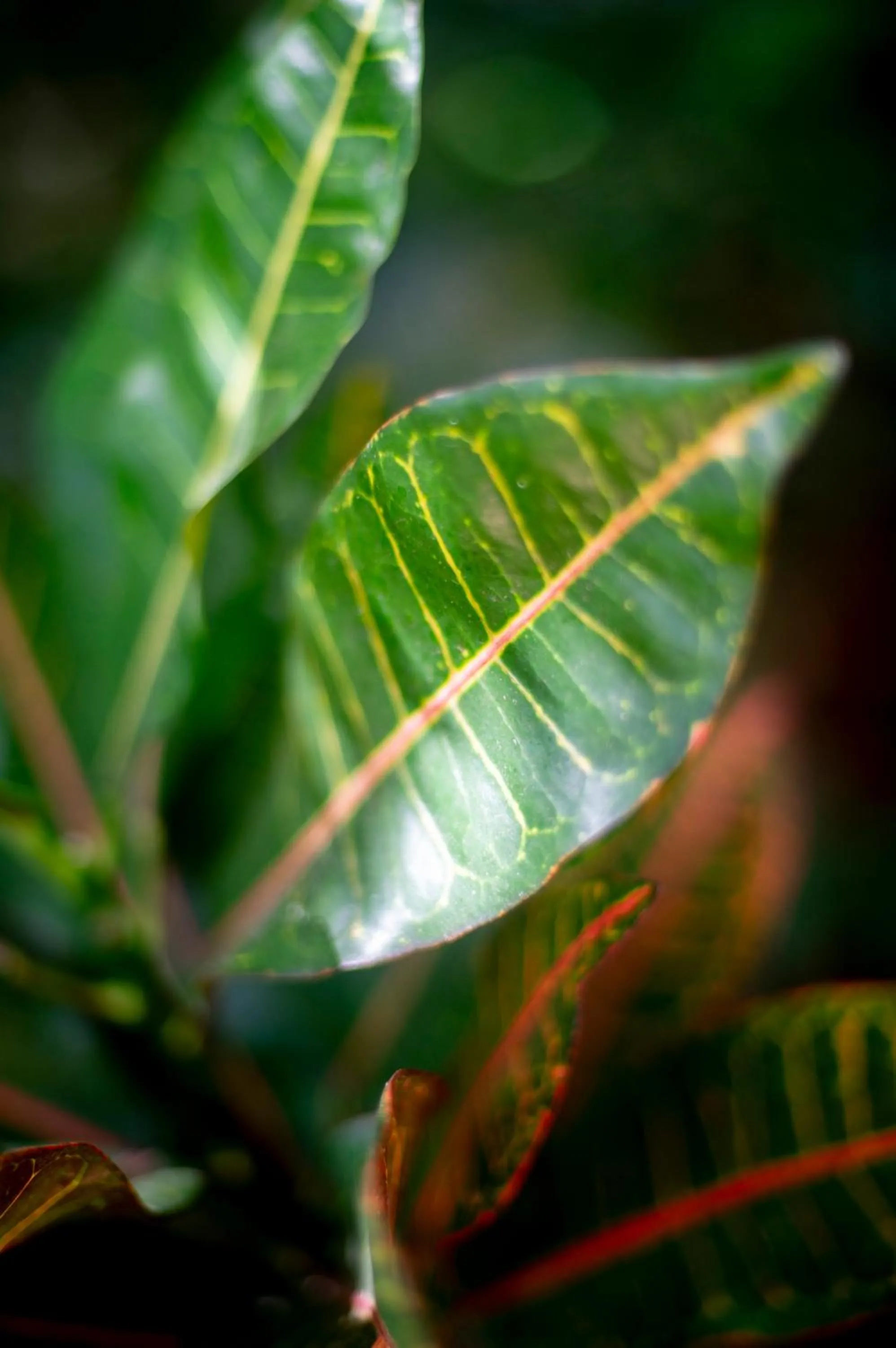 Double A Nungwi Beach Hotel