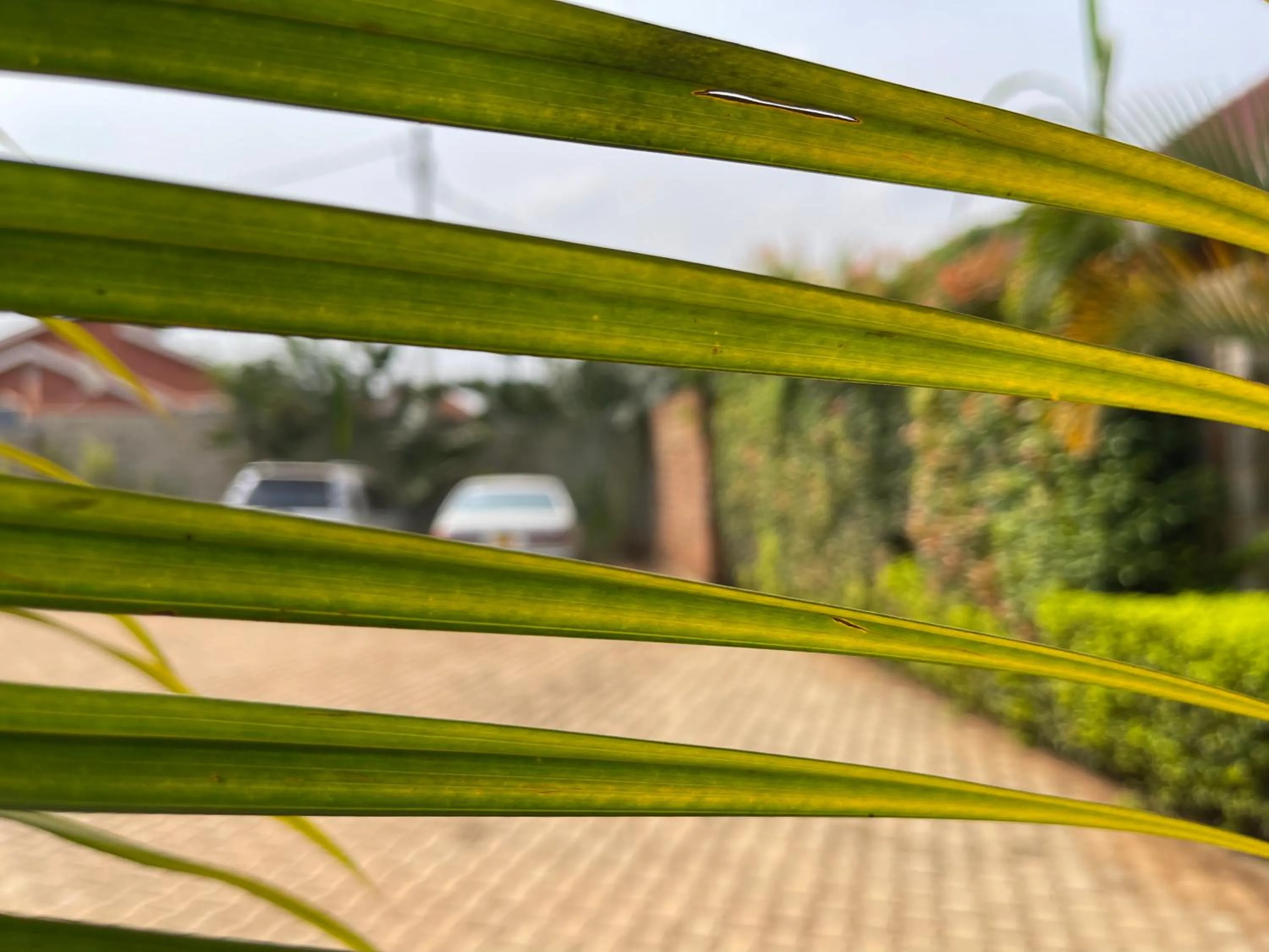 Garden view in Ashleys Hotel