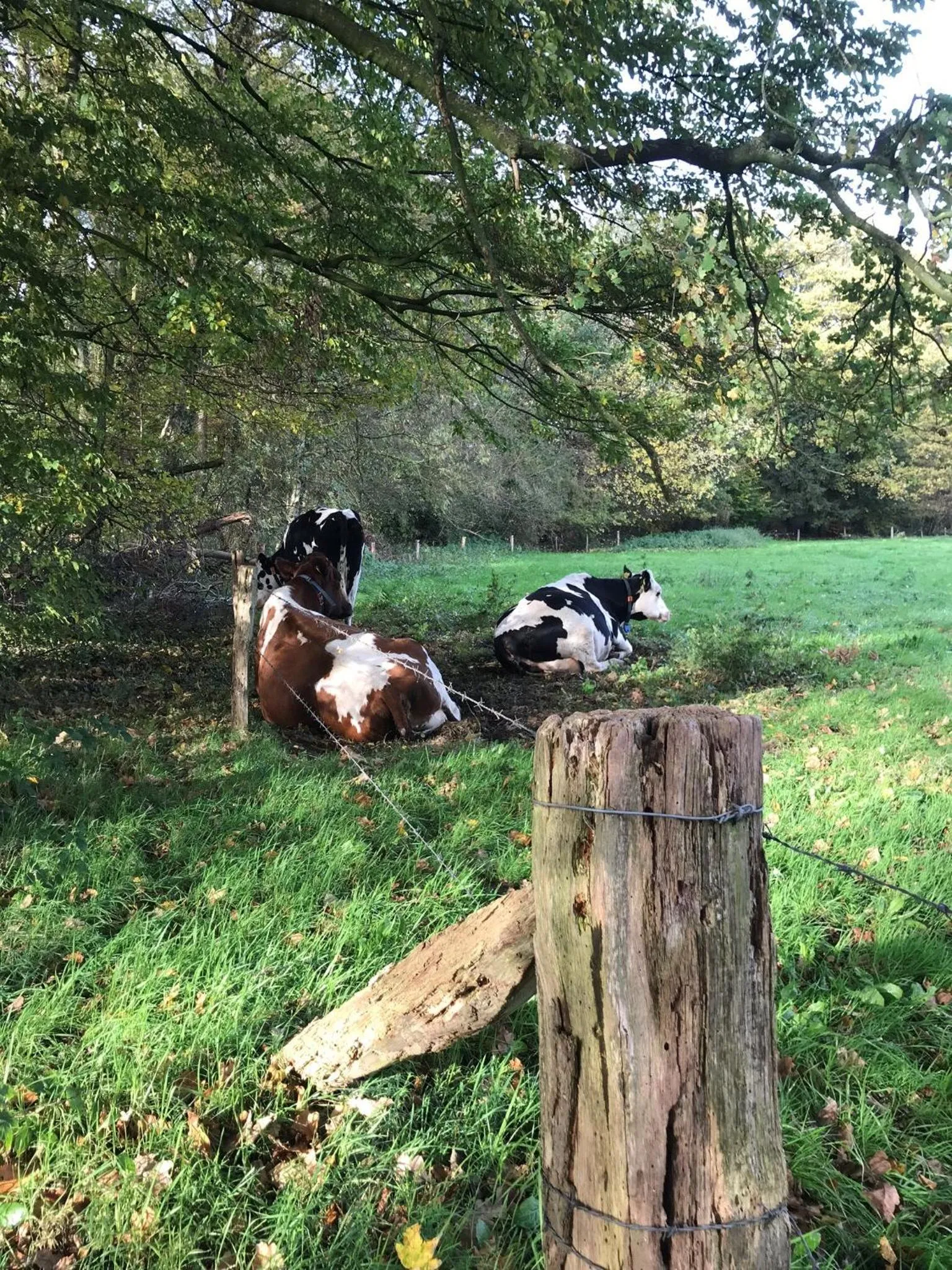 Neighbourhood in Hotel Wapen van Delden