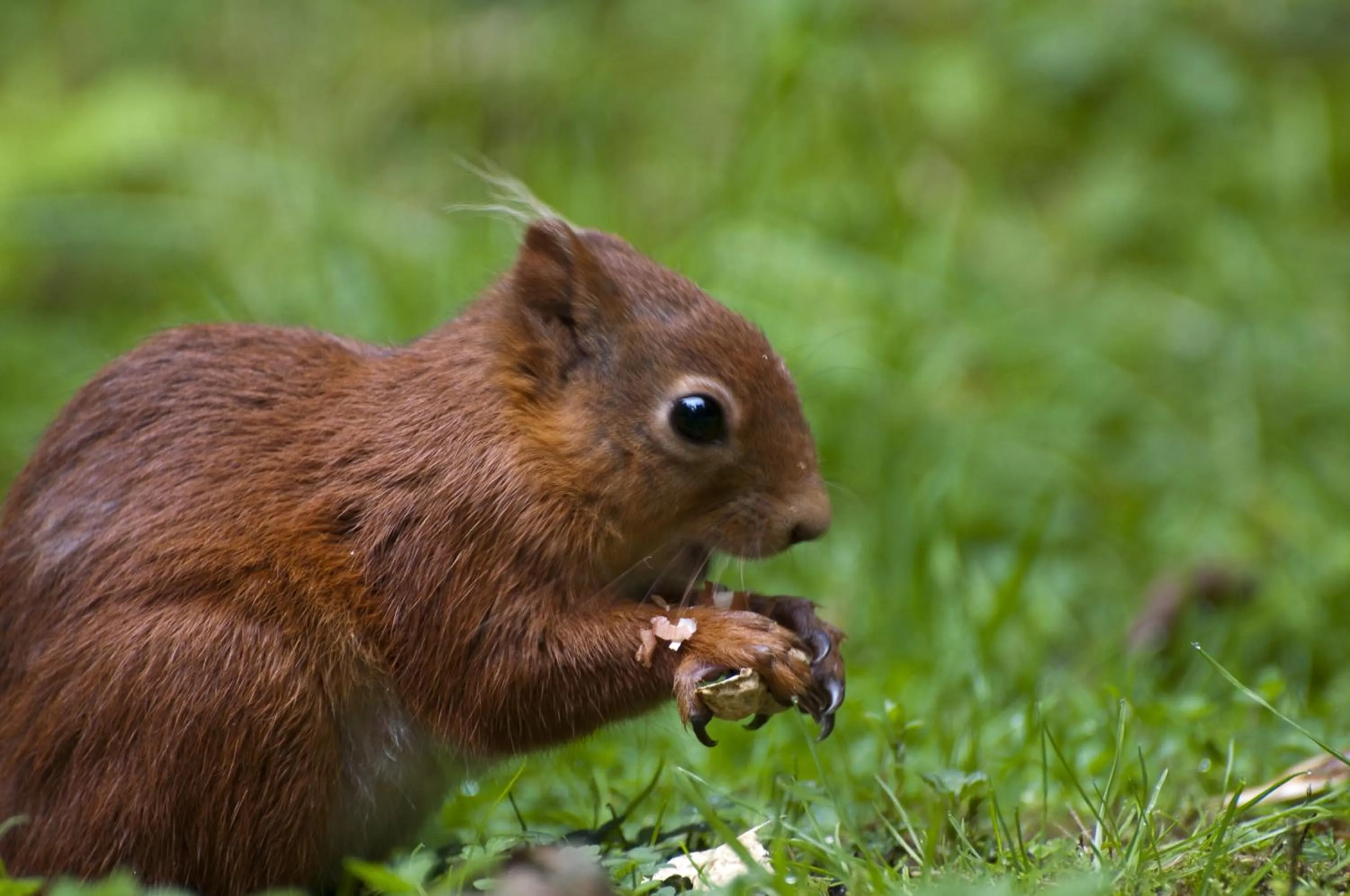 Animals in Shap Wells Hotel