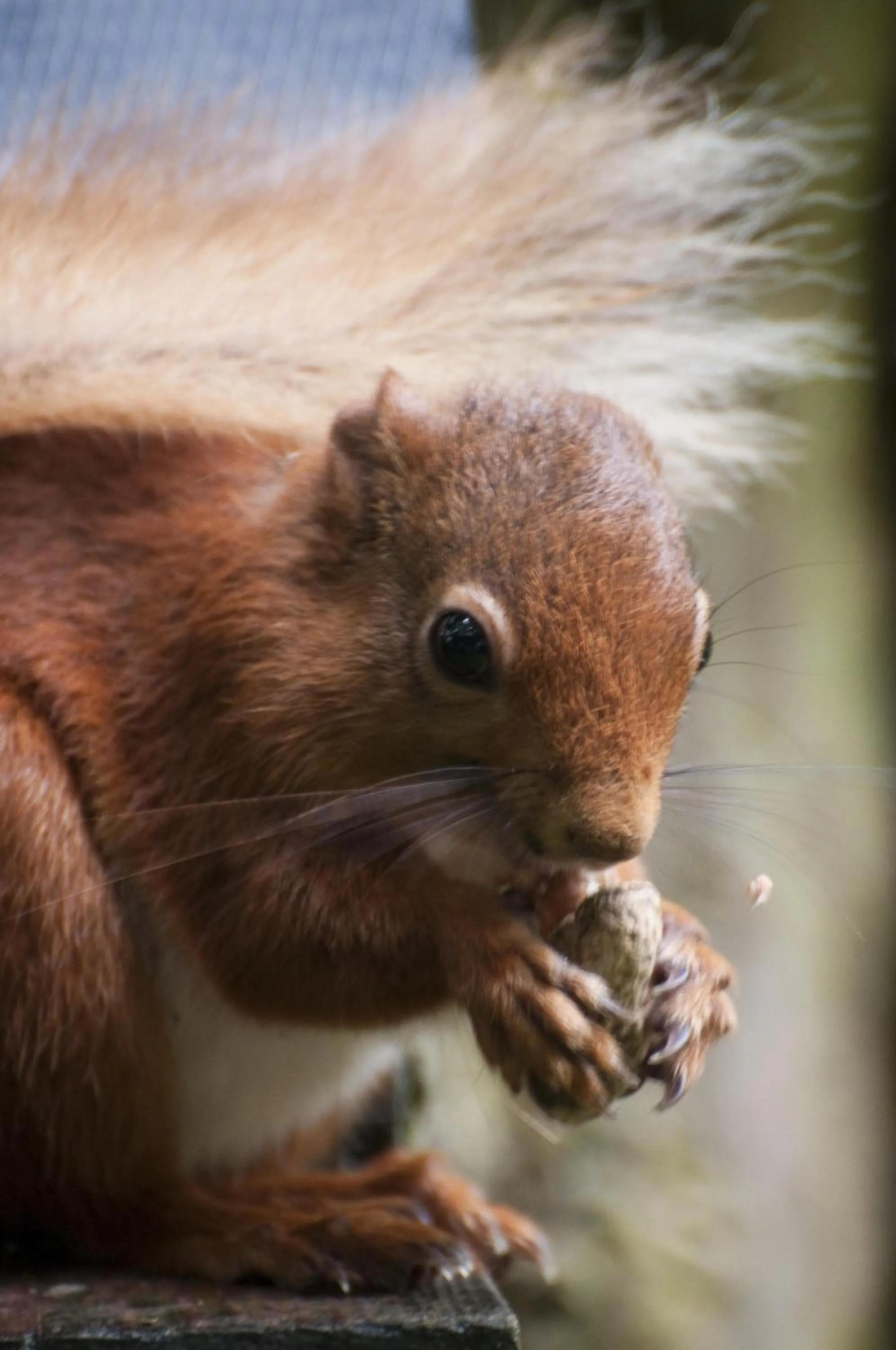 Animals in Shap Wells Hotel