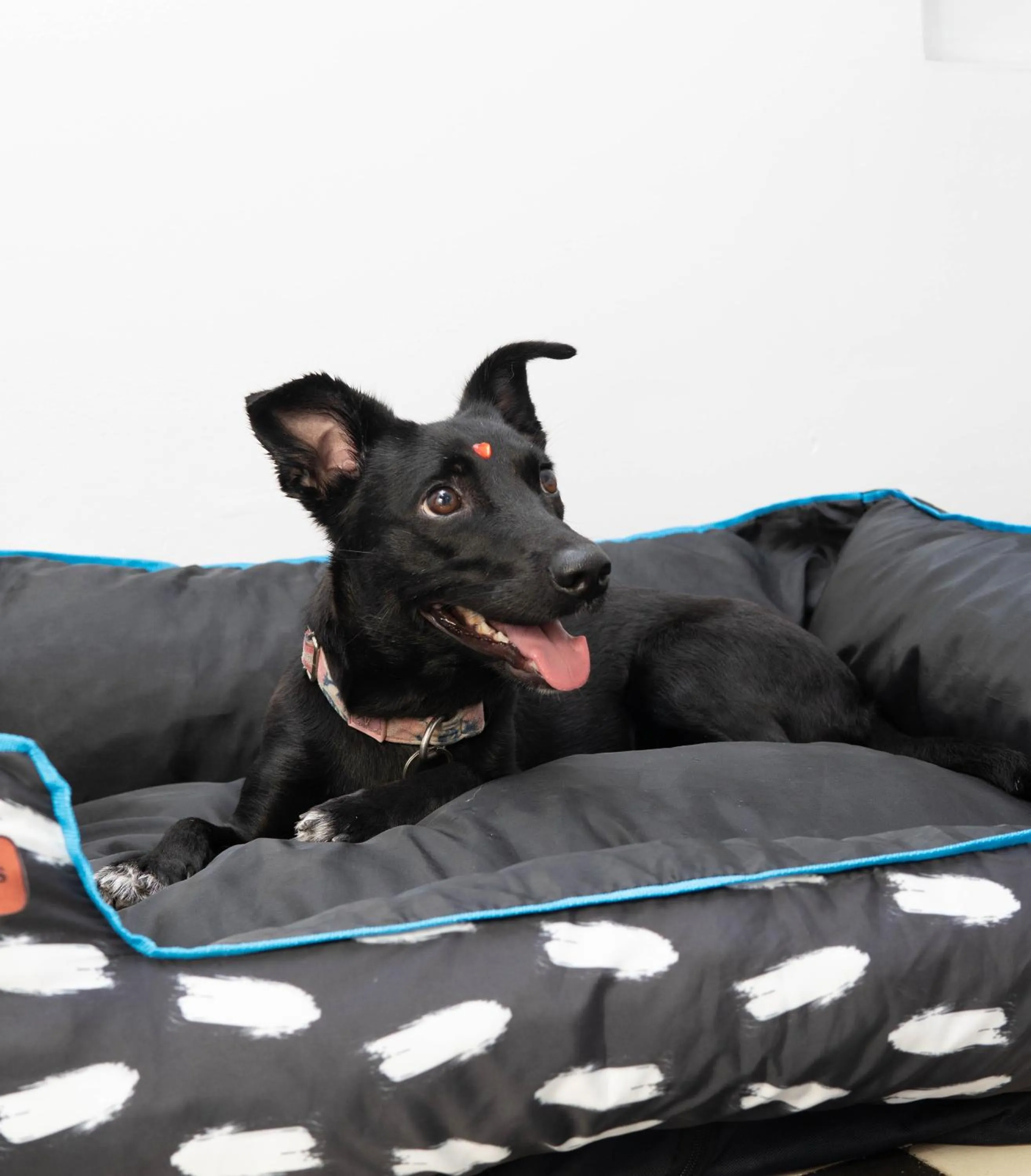 Animals in La Puerta Azul