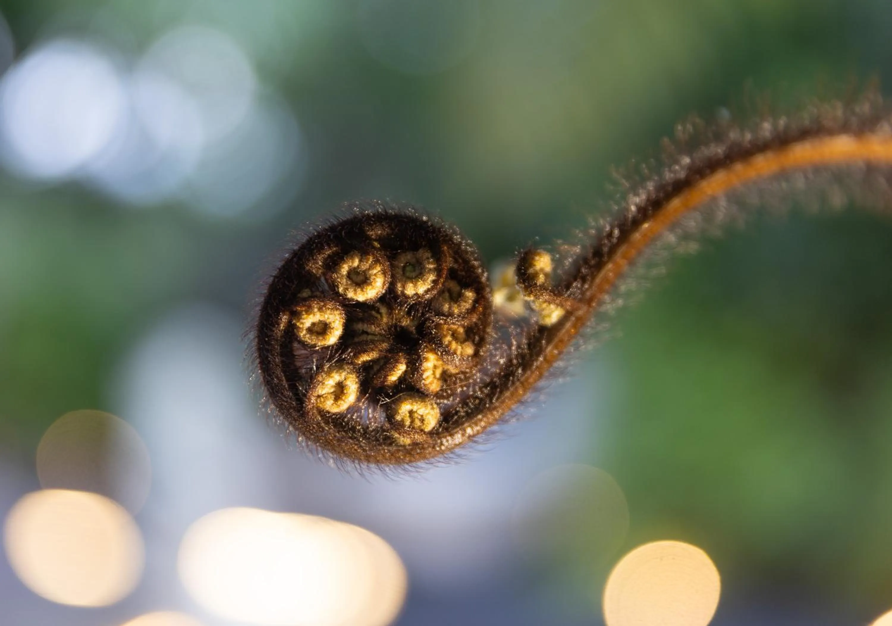 Spring in Hana Lodge
