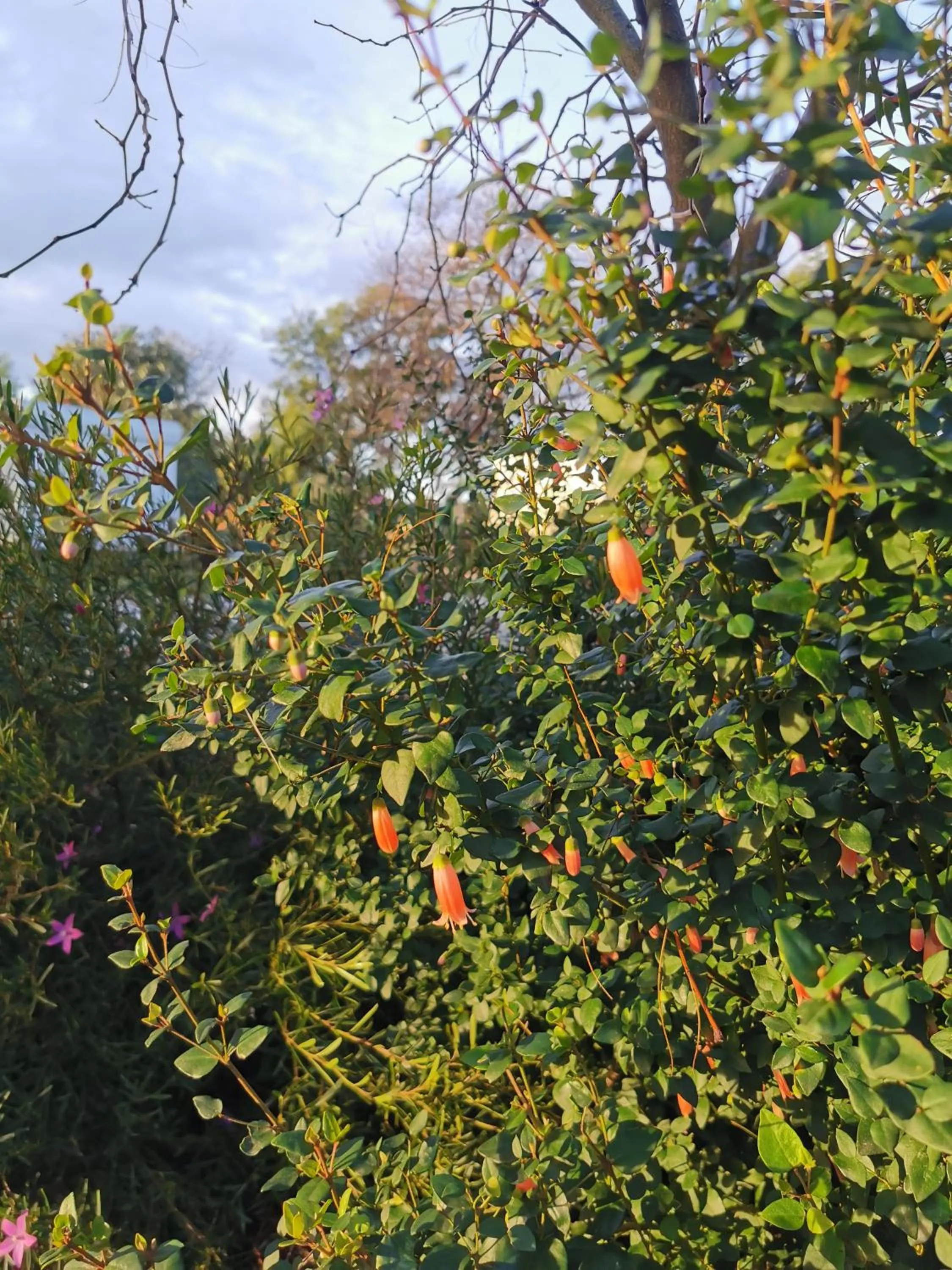 Garden view in Colac Otway Caravan & Cabin Park