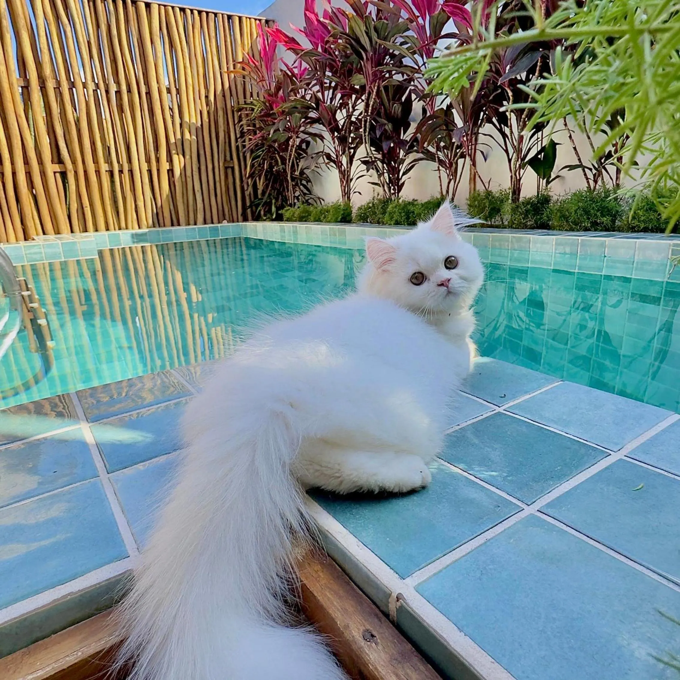 pet friendly in Pousada Villa di Luna