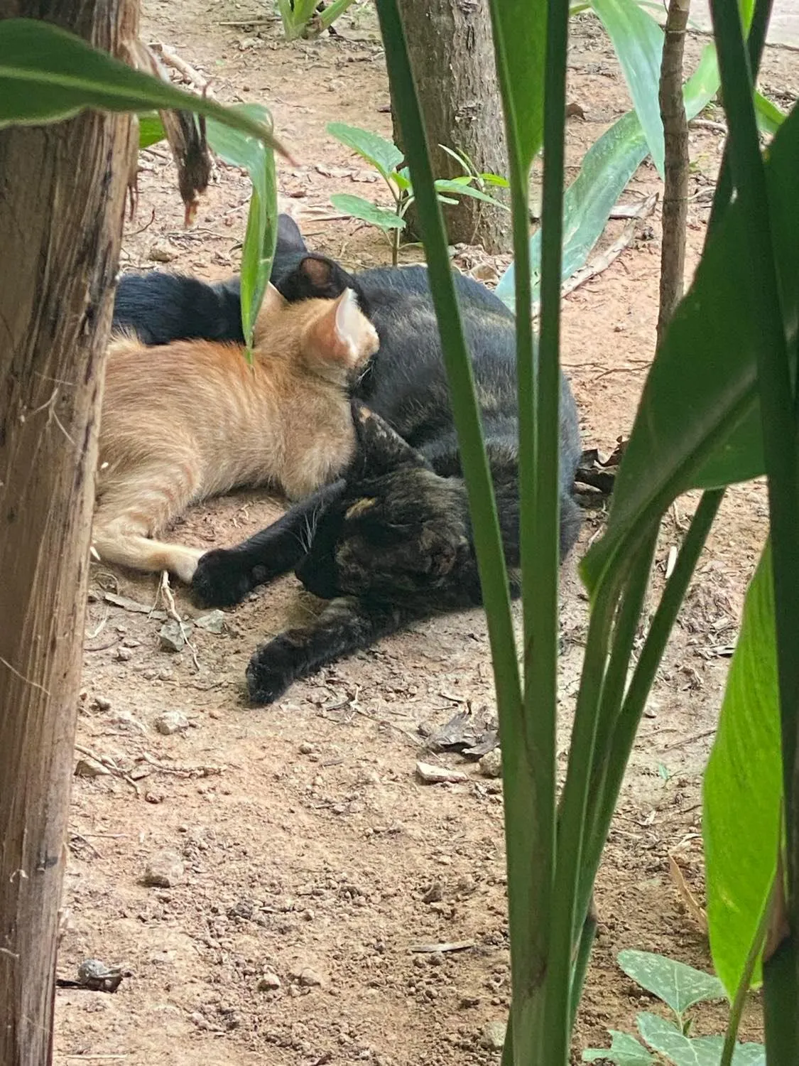 Property building in The Botanic Garden Hotel