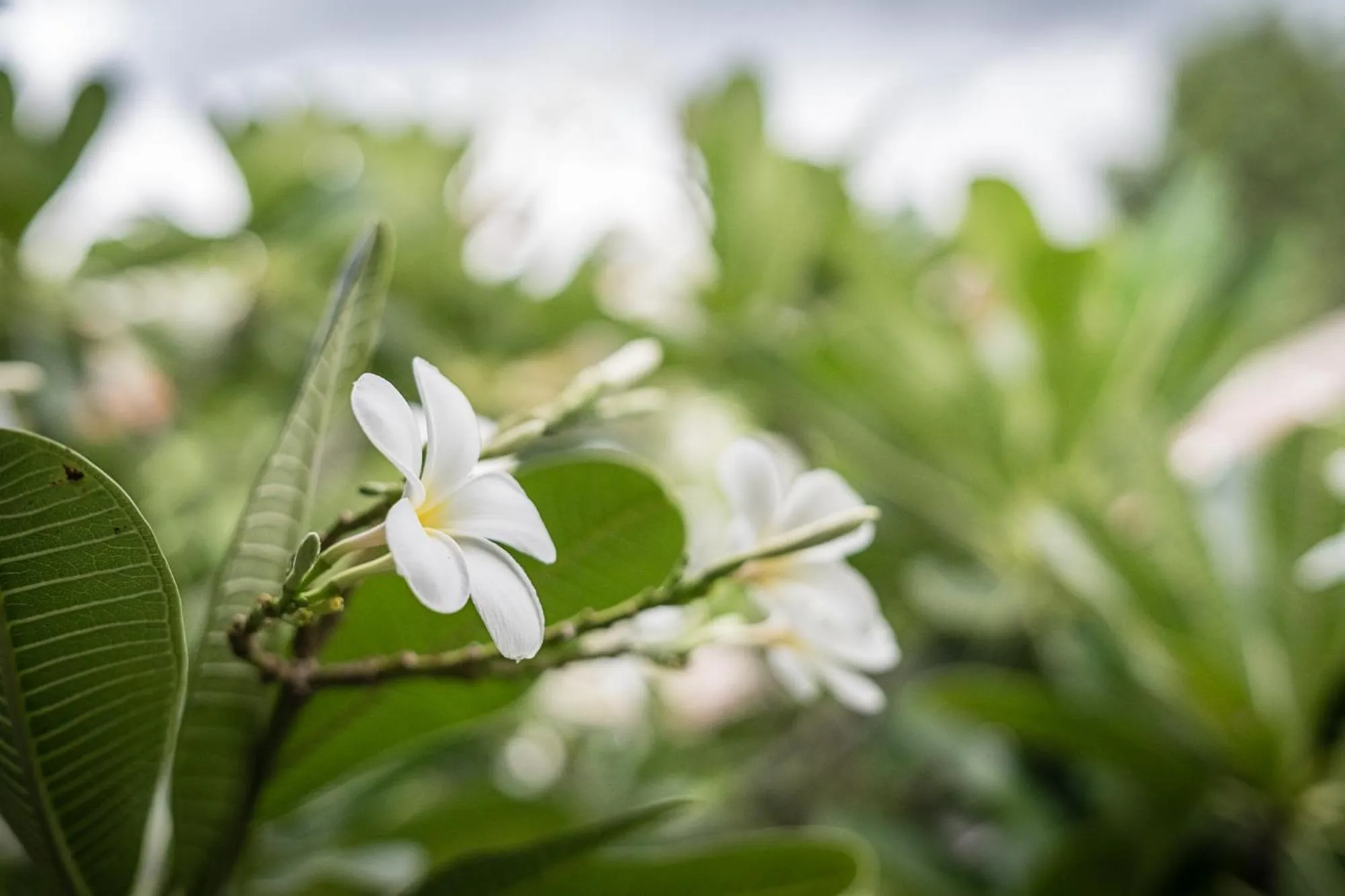 Garden in The Botanic Garden Hotel