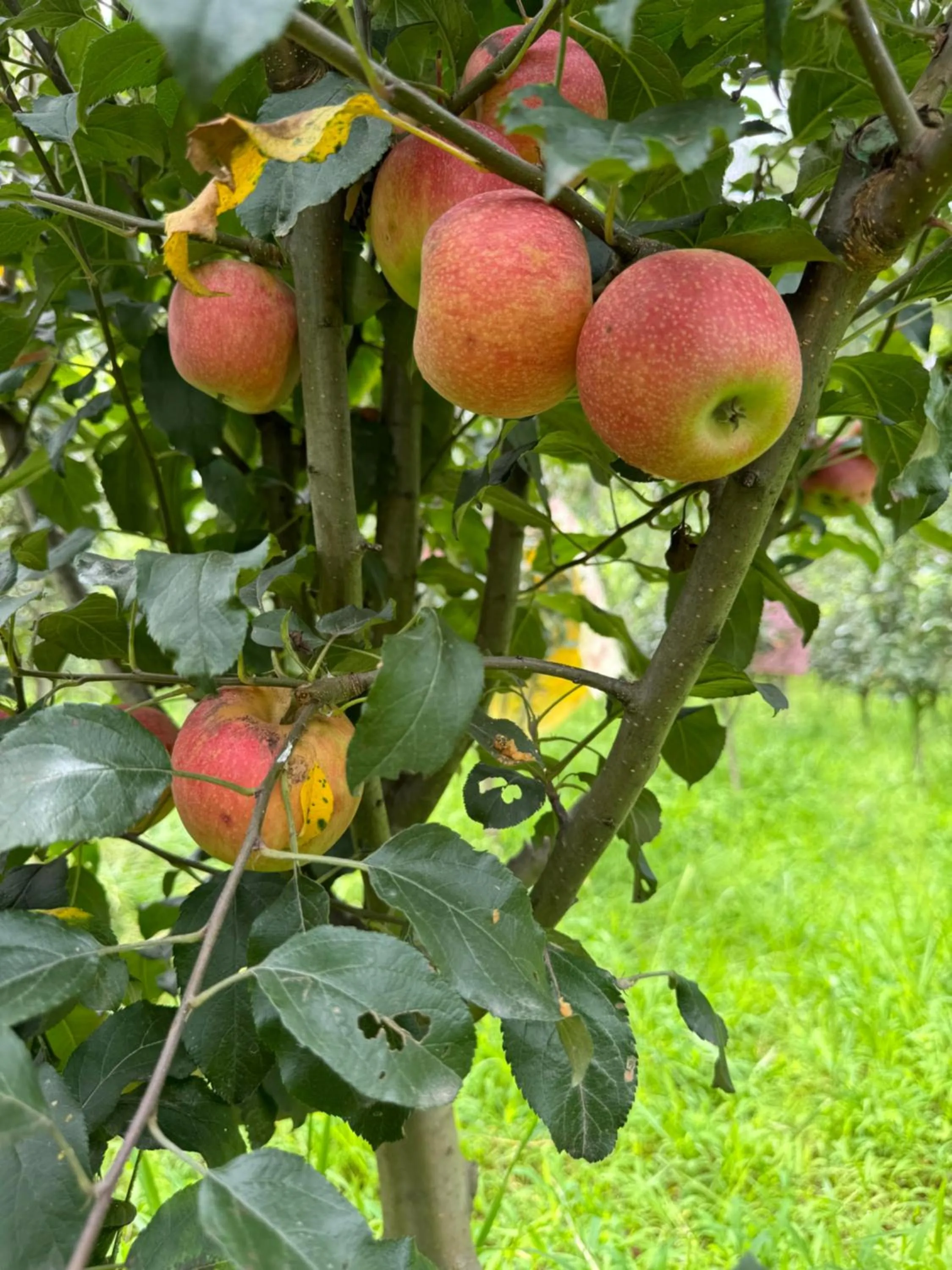 Garden in Cortland Jungle Resort