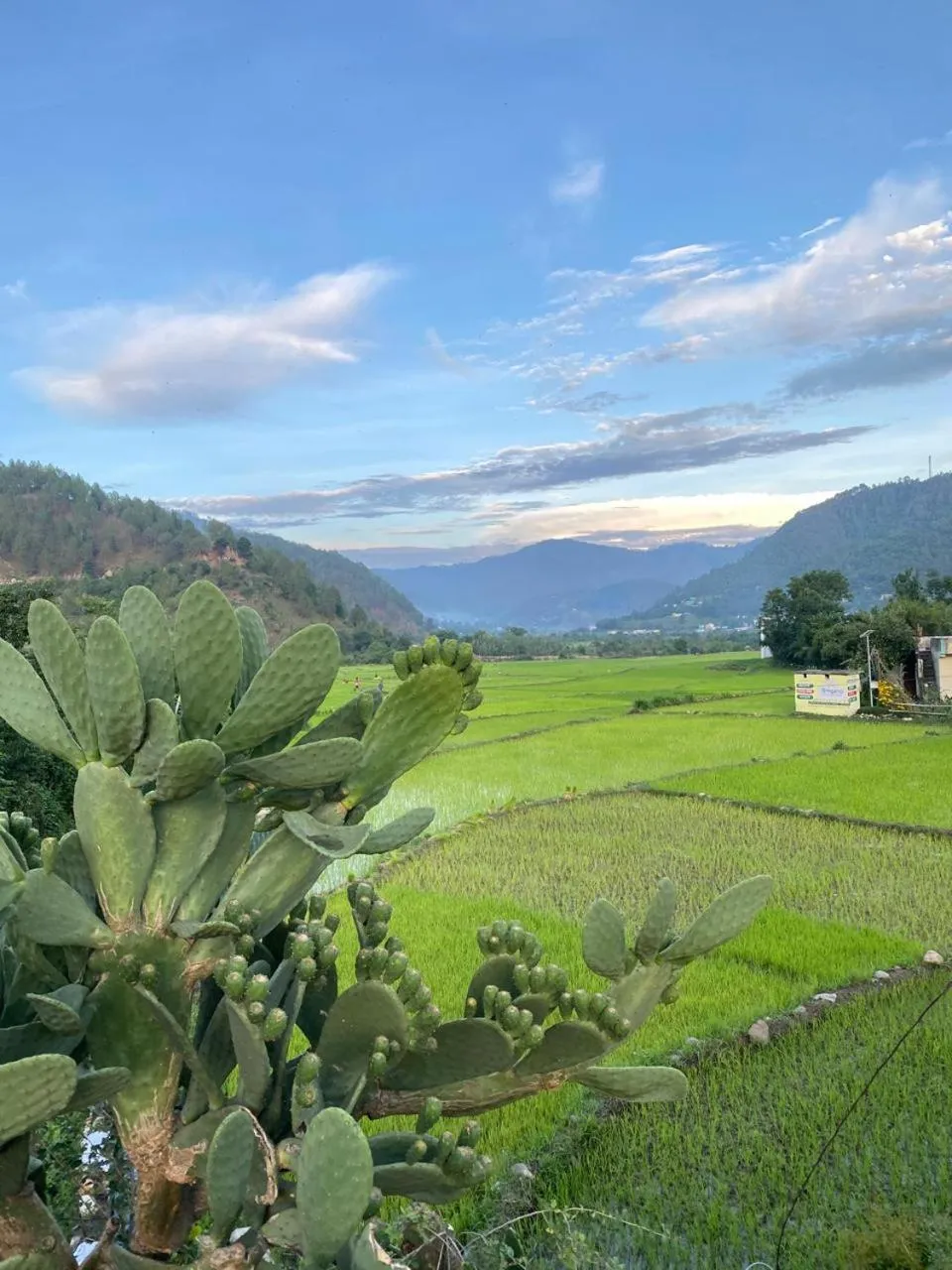 Spring in Cortland Jungle Resort