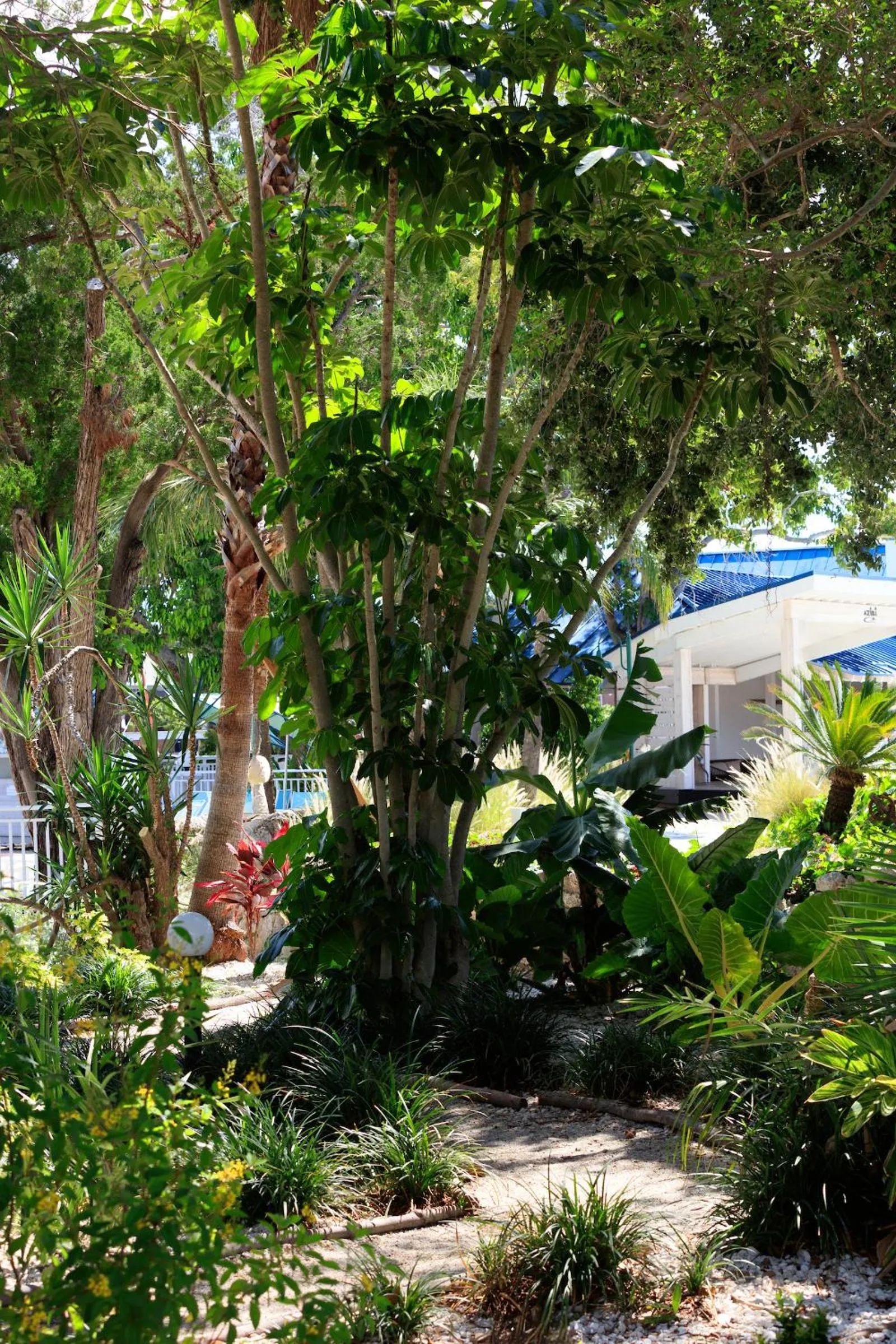 Garden in SkyBeach Resort