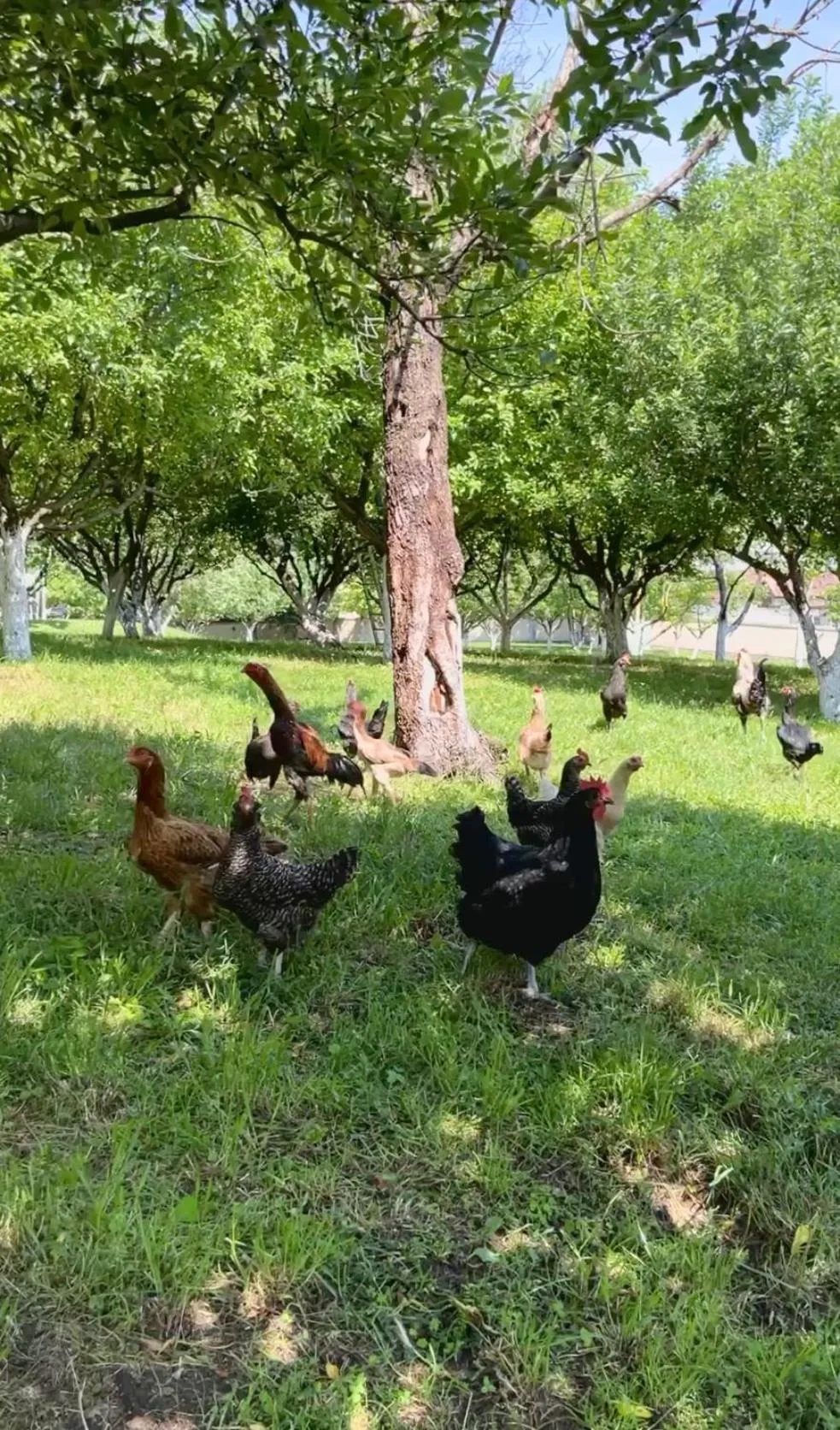 Spring in Beyaz Köşk Geyve