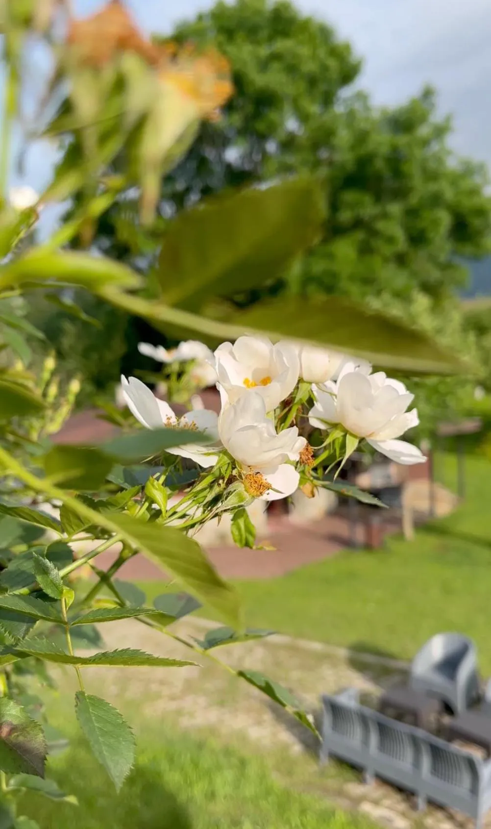 Spring in Beyaz Köşk Geyve