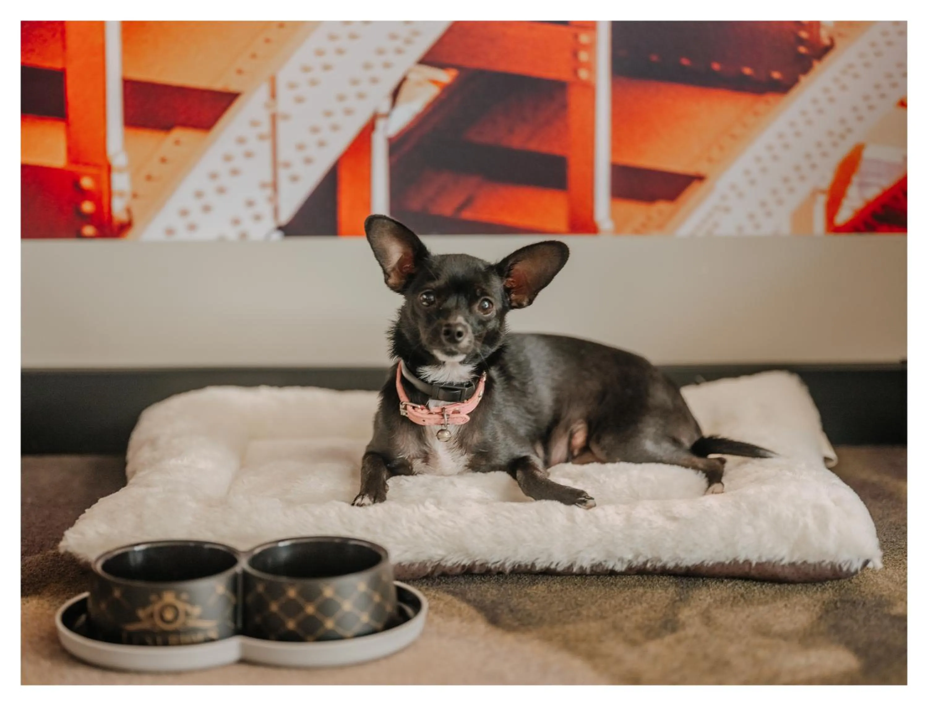 Pets in Novotel Paris Val de Fontenay