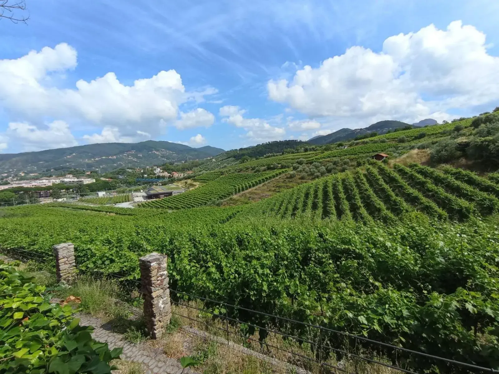 Al VIgneto Al VIgneto