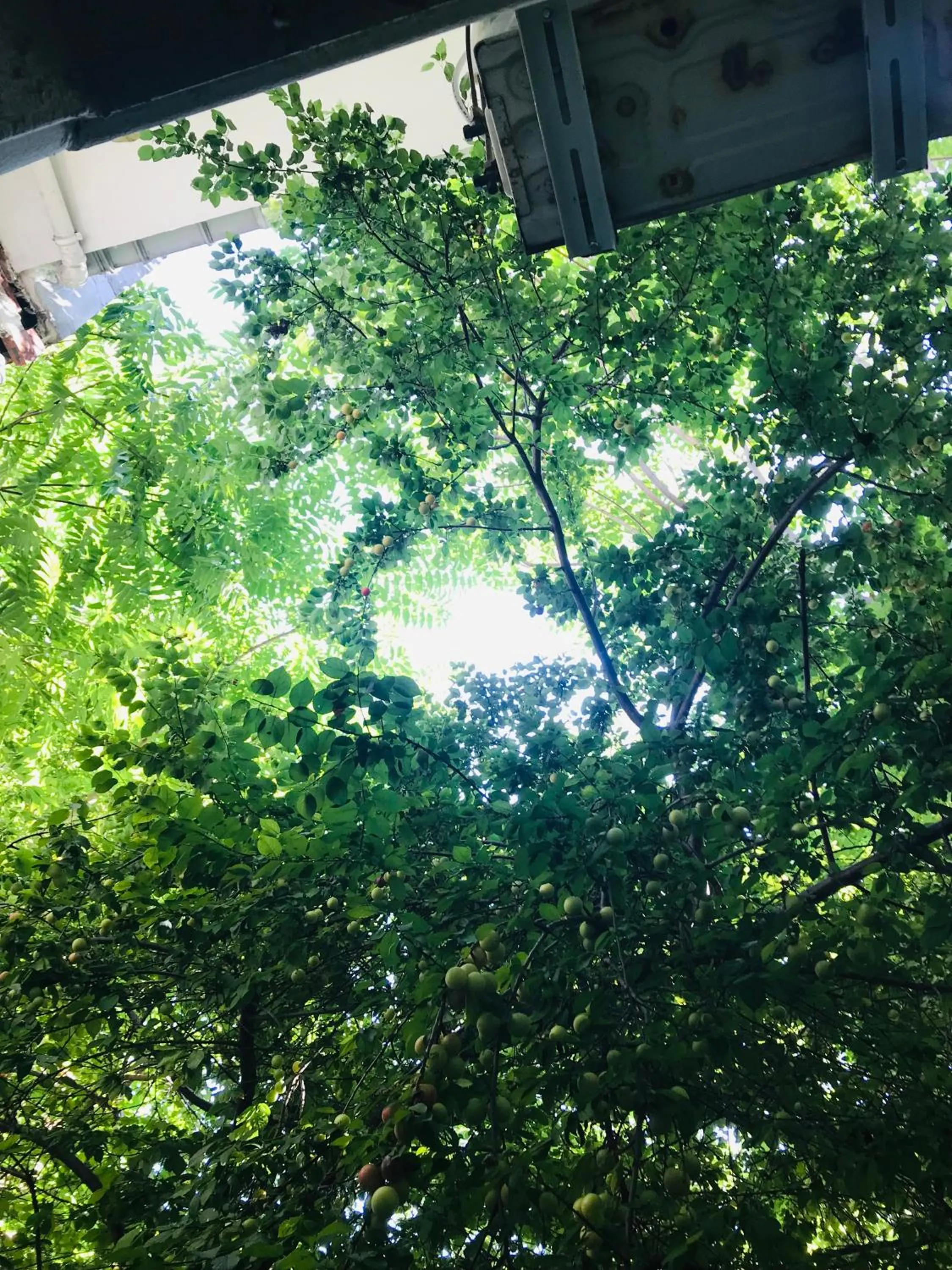 Garden view in Halil Bey Konağı