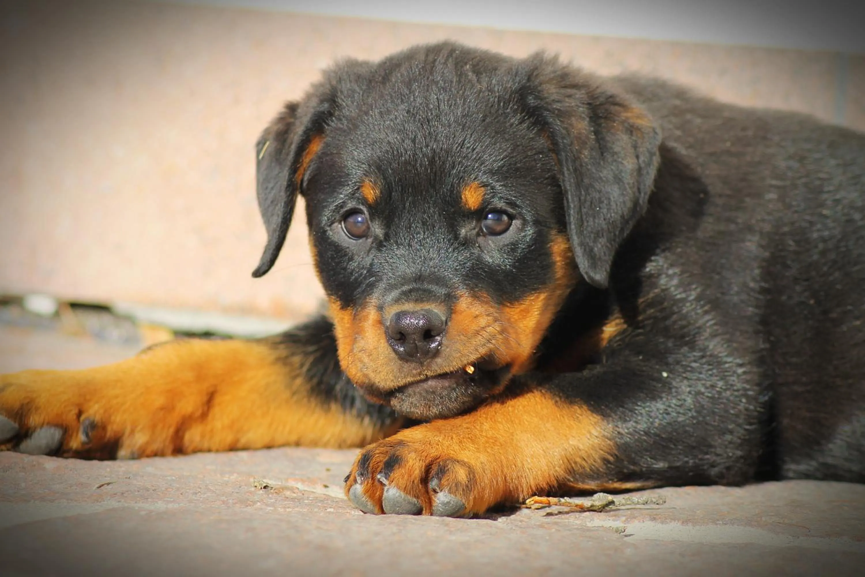Pets in Hotel Landgasthof Lärchenwald