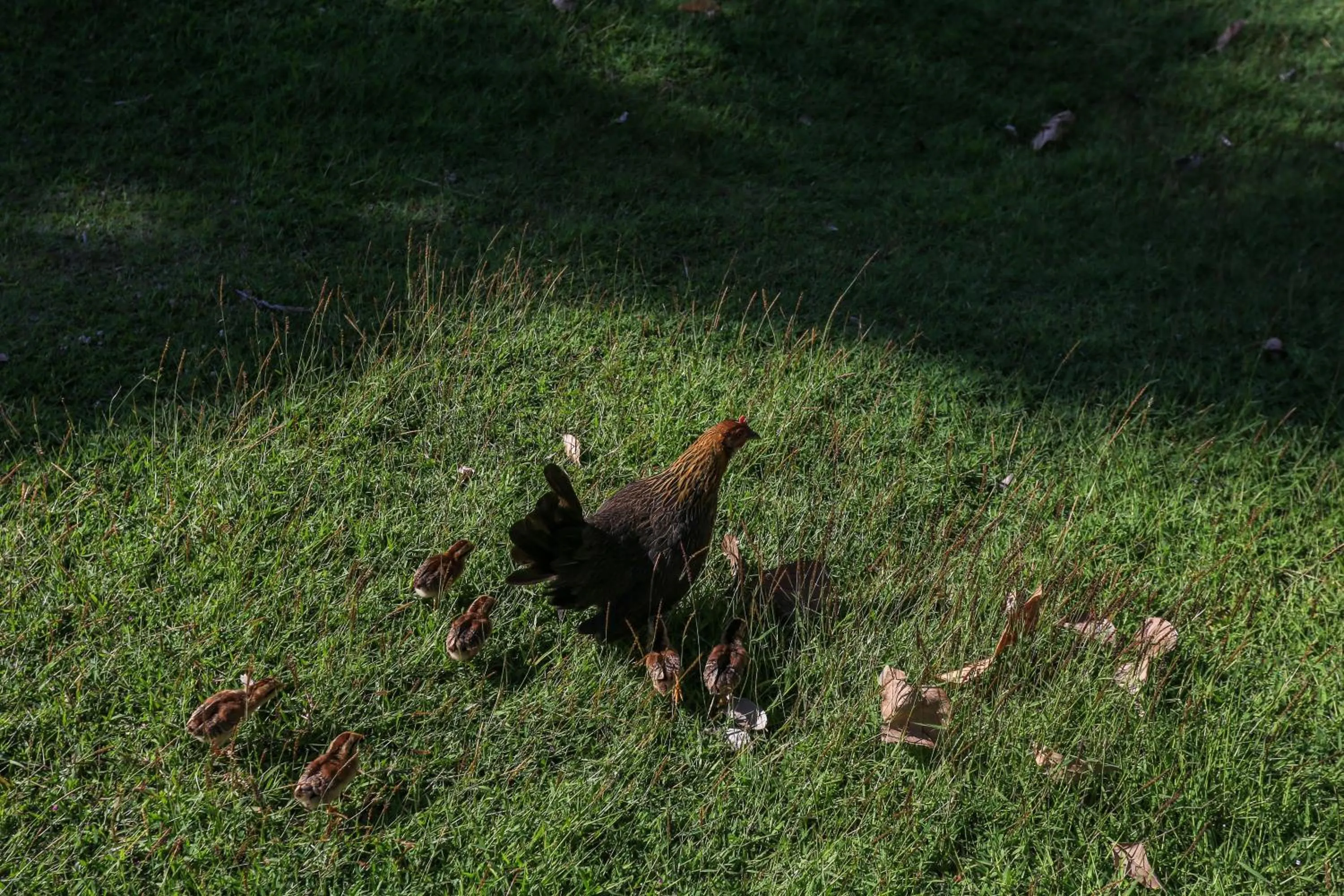 Animals in Ban Raya Resort and Spa