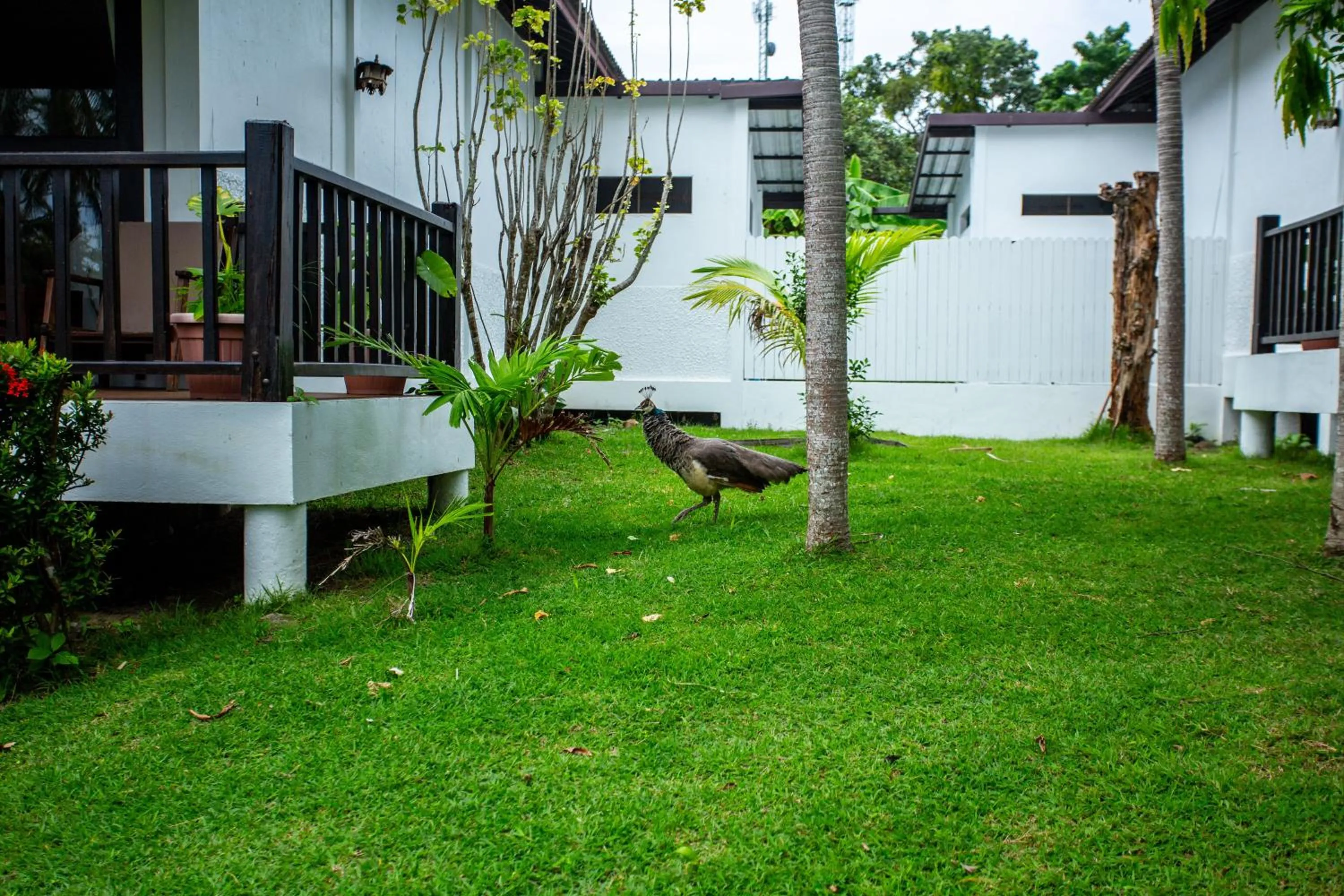 Animals in Ban Raya Resort and Spa