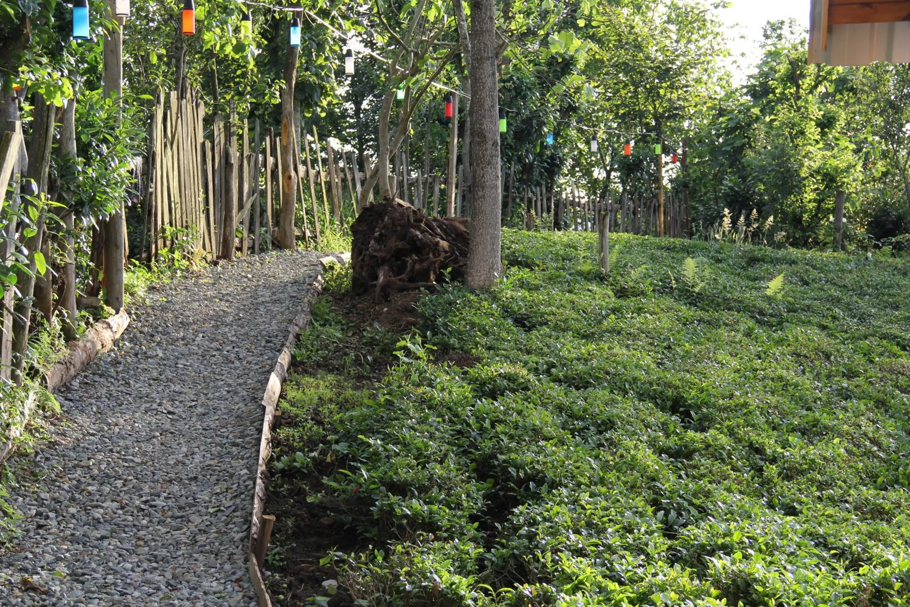 Natural landscape in Bogina Dome & Suite - Çamlıhemşin