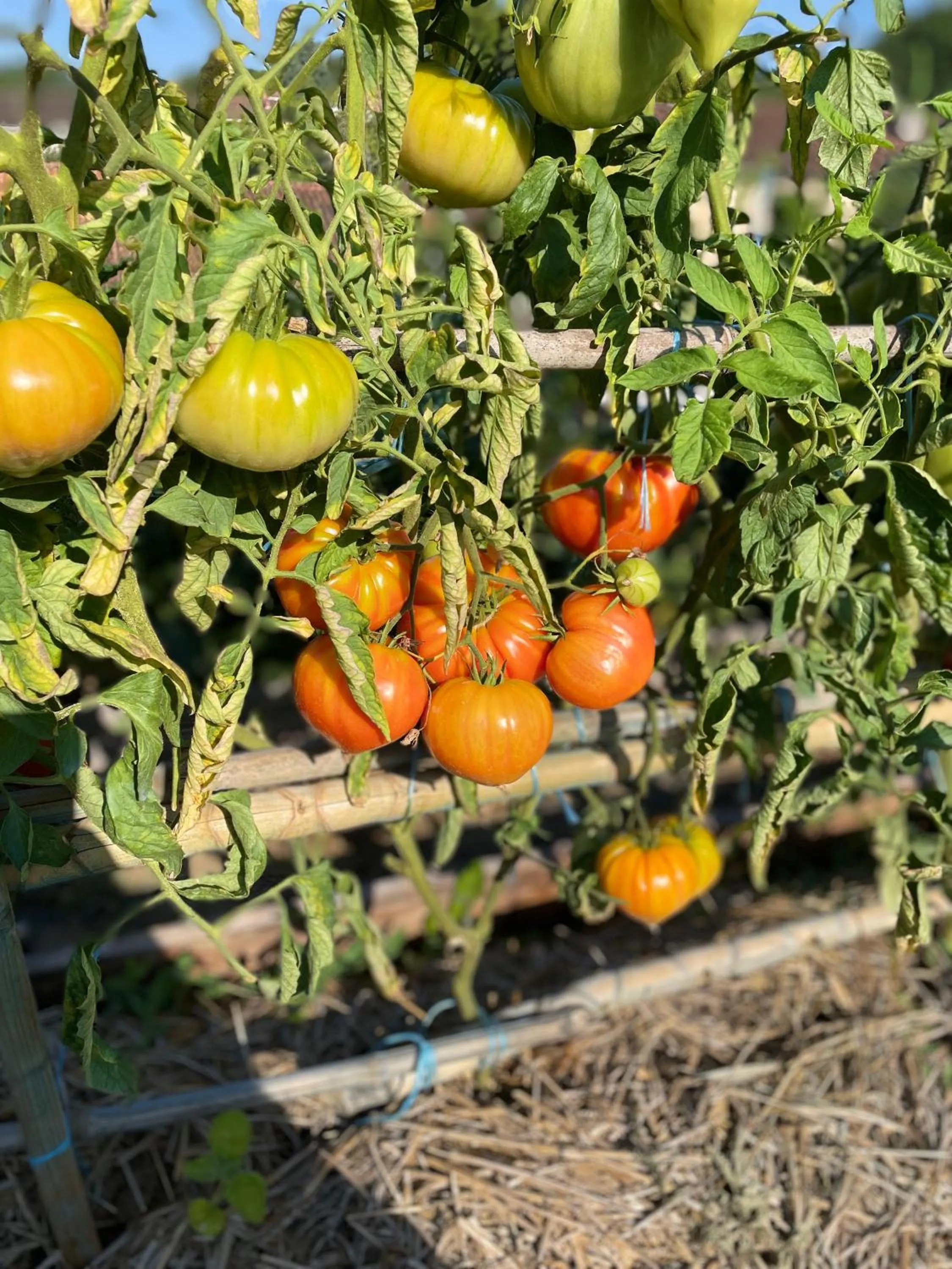 Garden in Logis Grand Hotel Pelisson