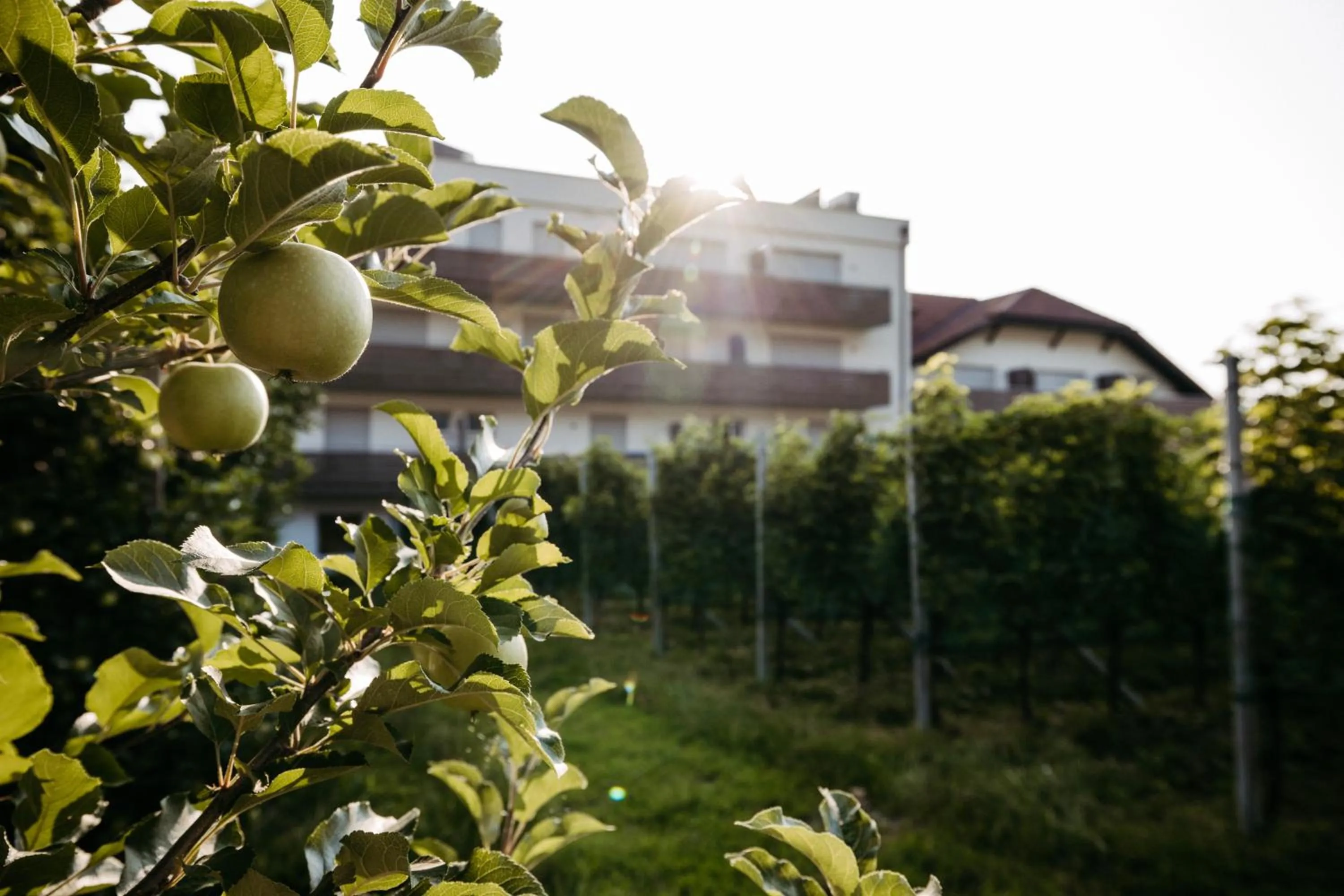 Natural landscape in Hotel Gantkofel