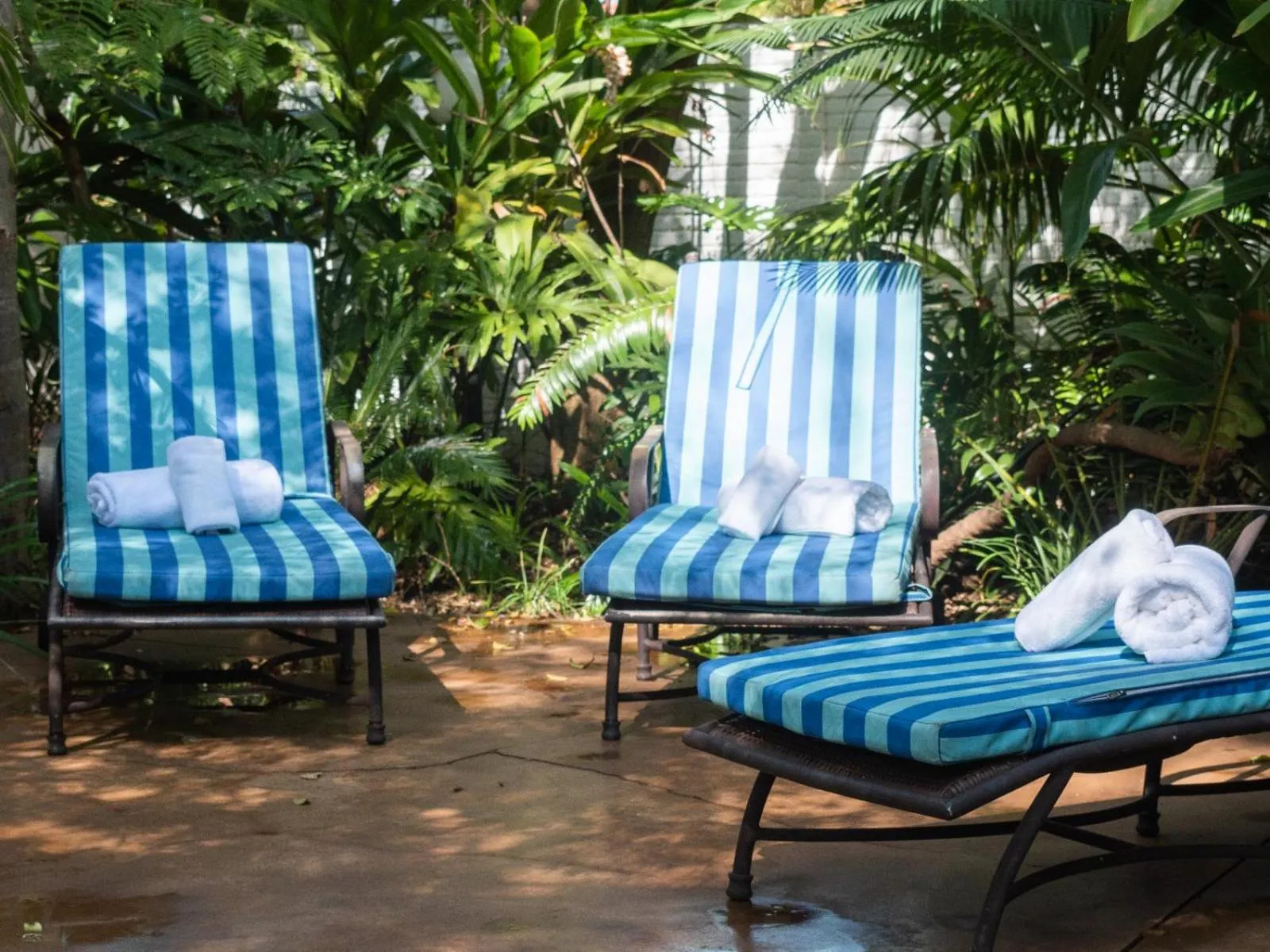 Garden in Aanmani Rose Guesthouse