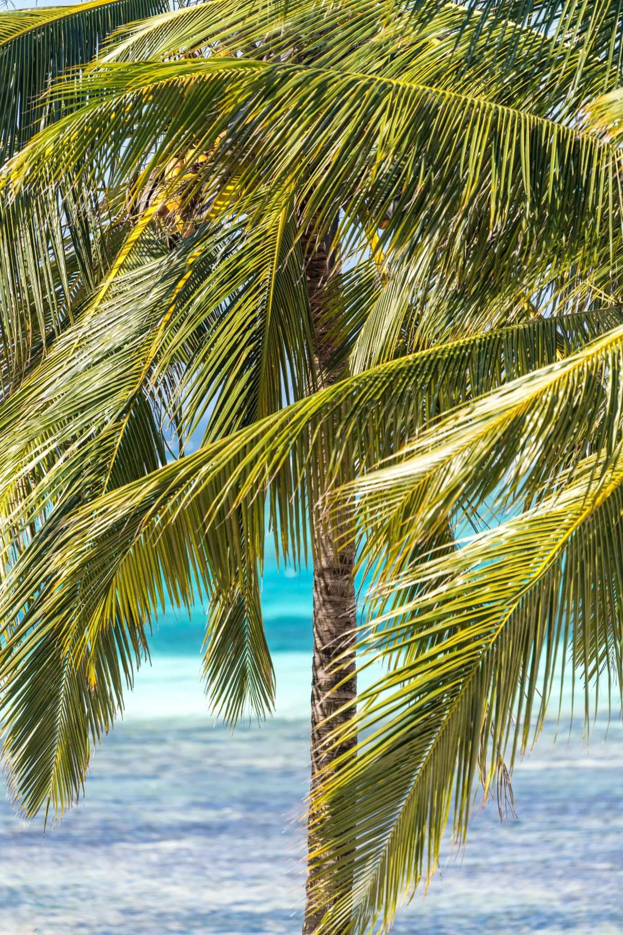 TASNEEM islamic luxury suites