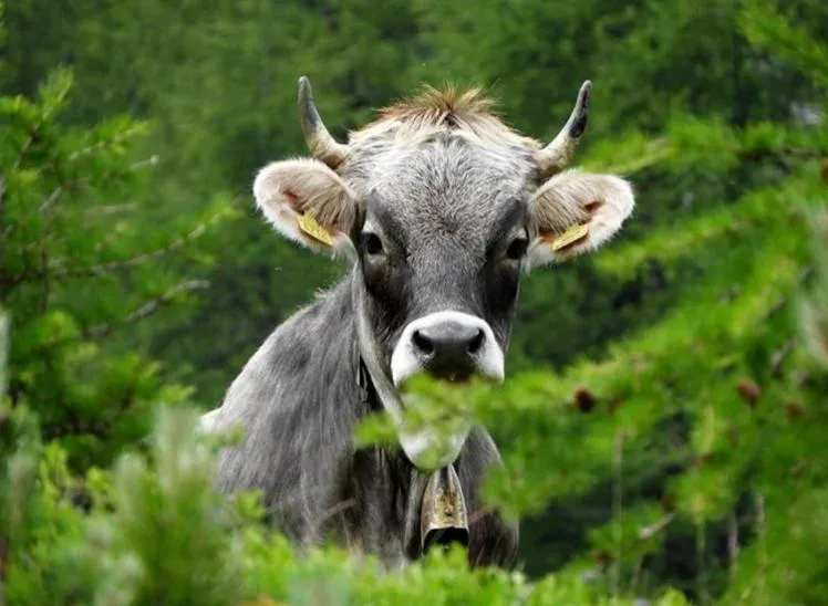 Hiking in Hotel Restaurant Rosmarie