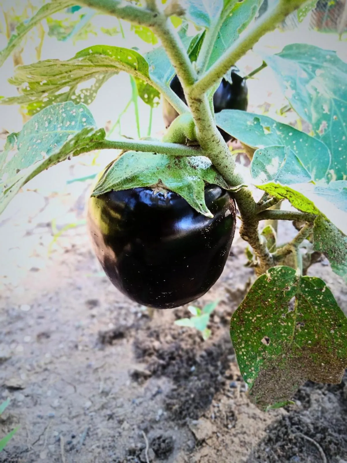 Garden in Munga Eco-Lodge