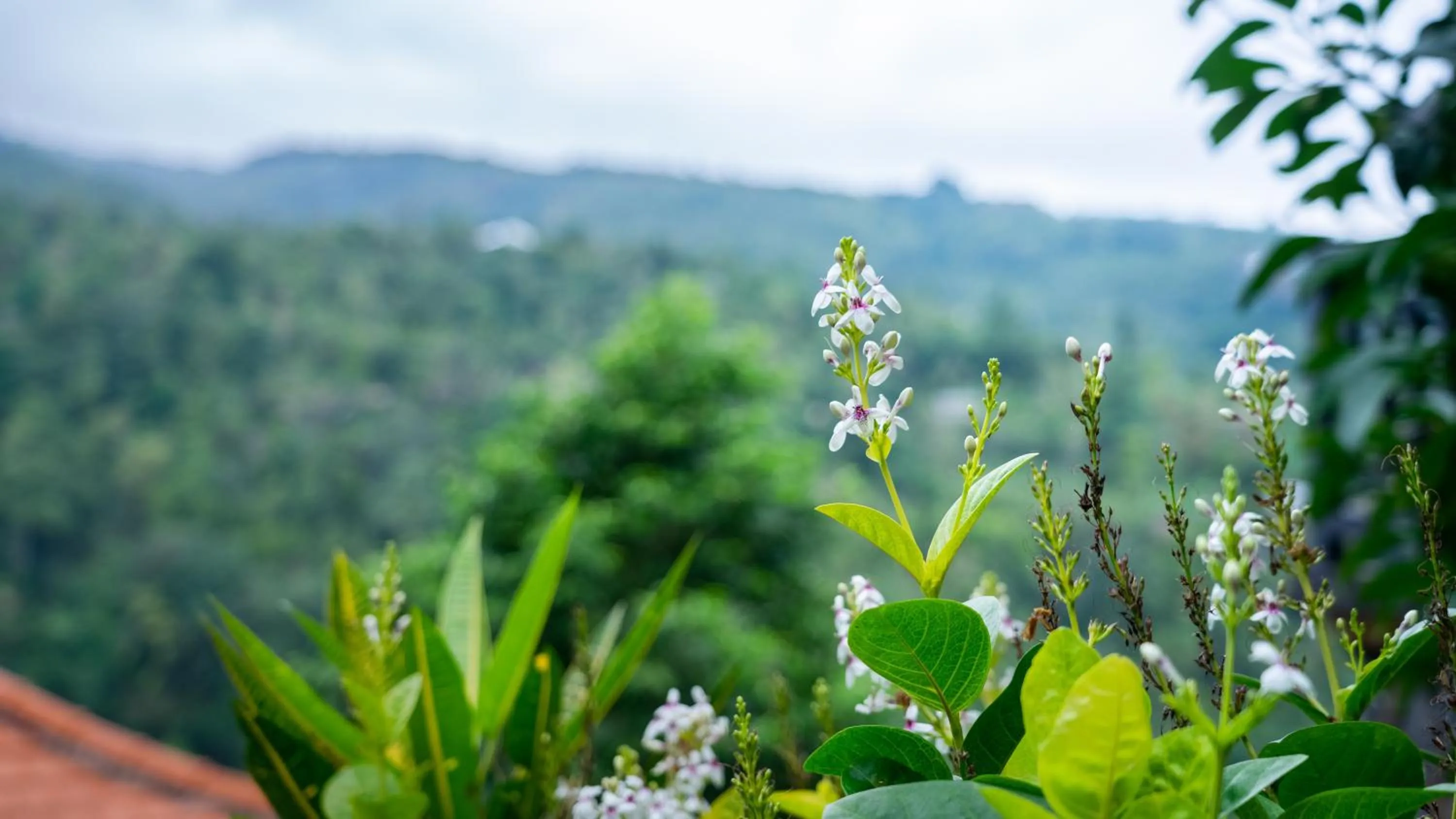 Garden in Villa Selonding Batu