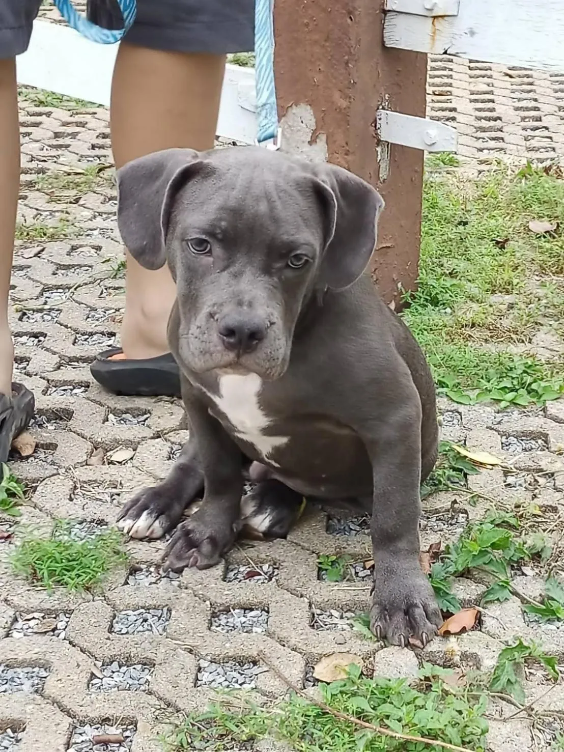 Pets in Family Resort Khao Yai