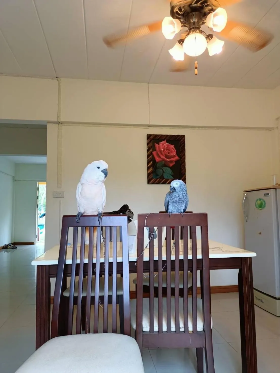 Pets in Family Resort Khao Yai