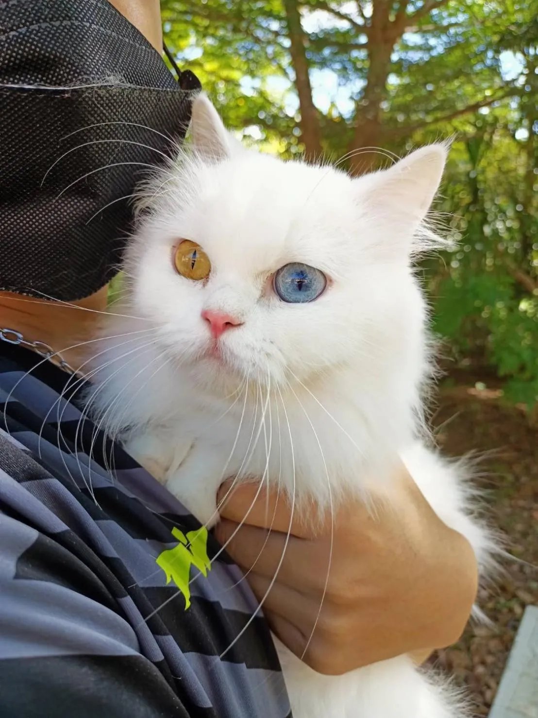 Pets in Family Resort Khao Yai