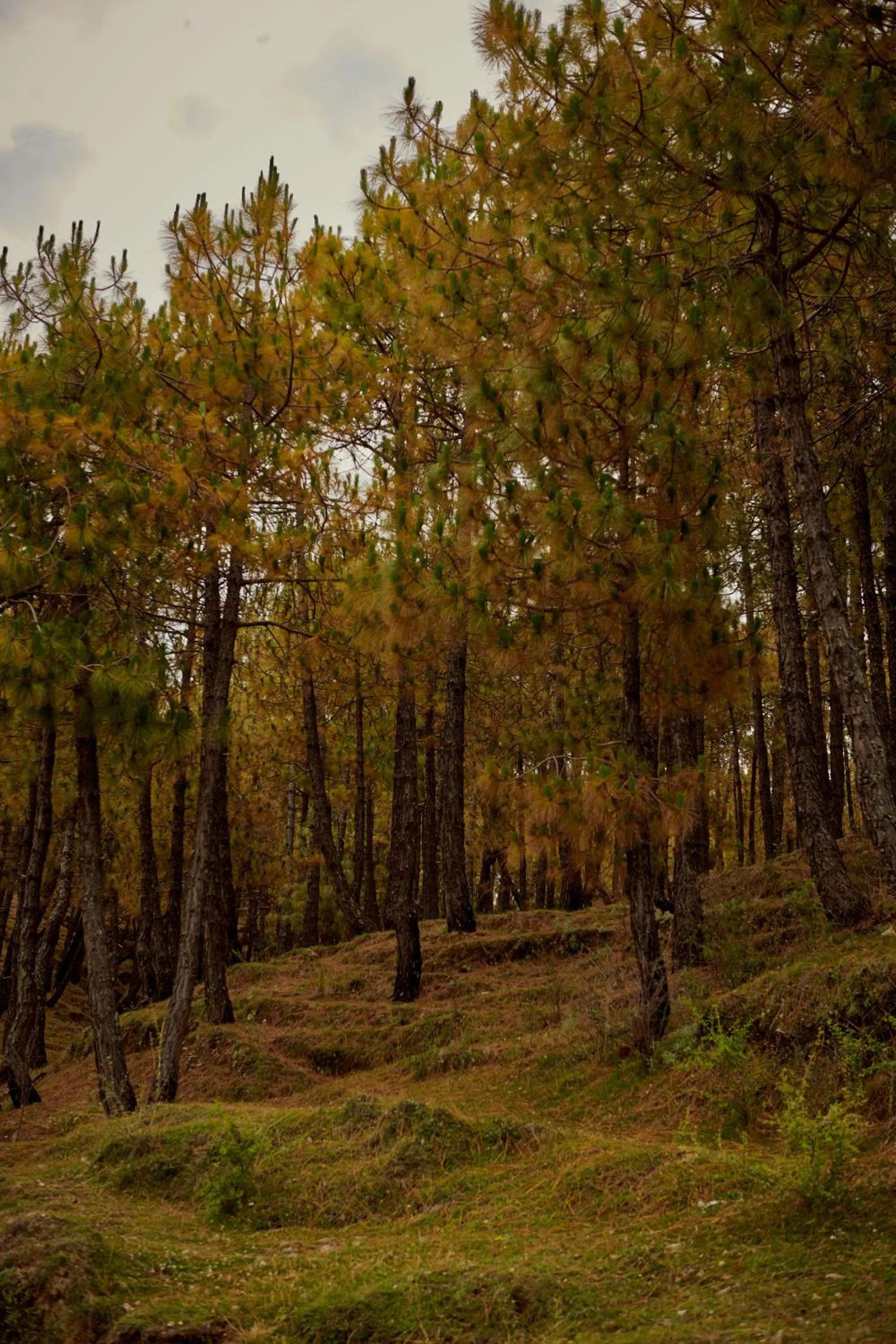 Minimalist : An Eco Farmstay