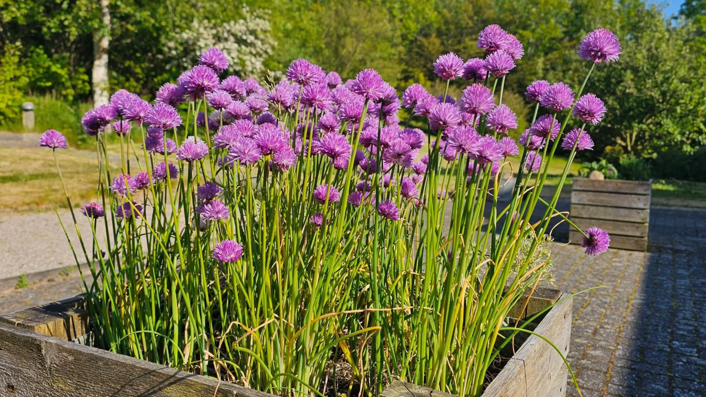 Spring in Gudum Park