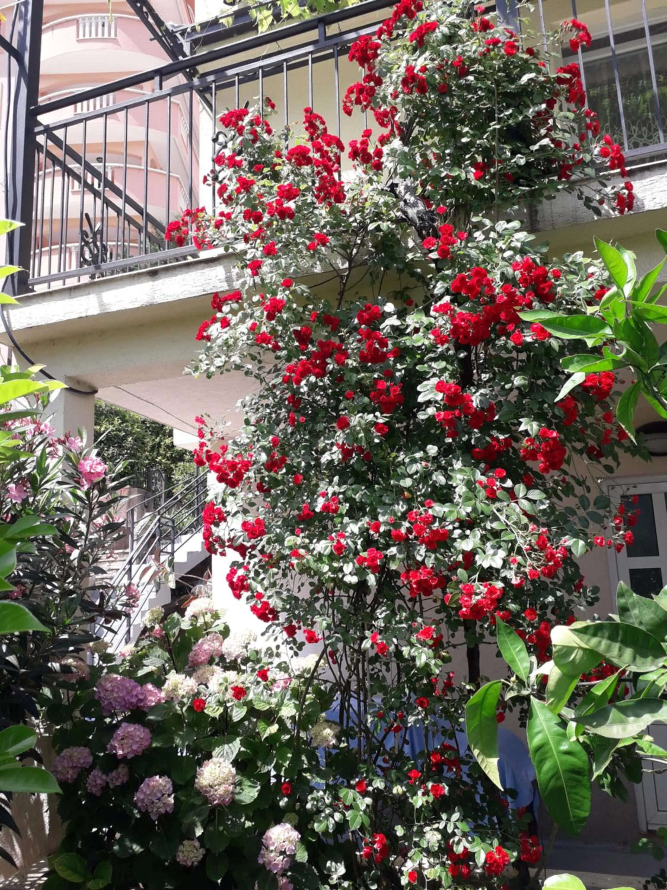 Apartments Petković