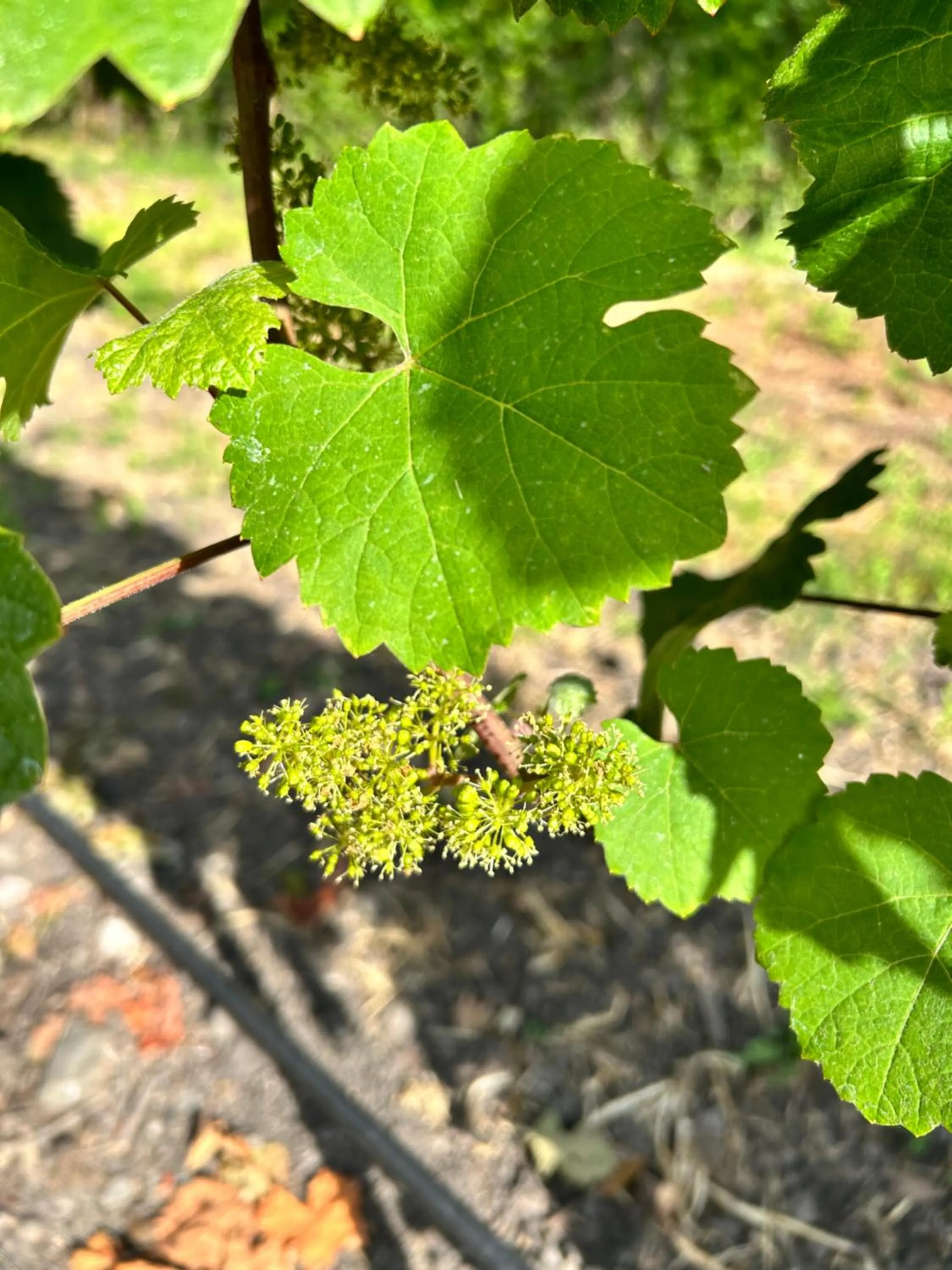 Garden in The Gables Wine Country Inn