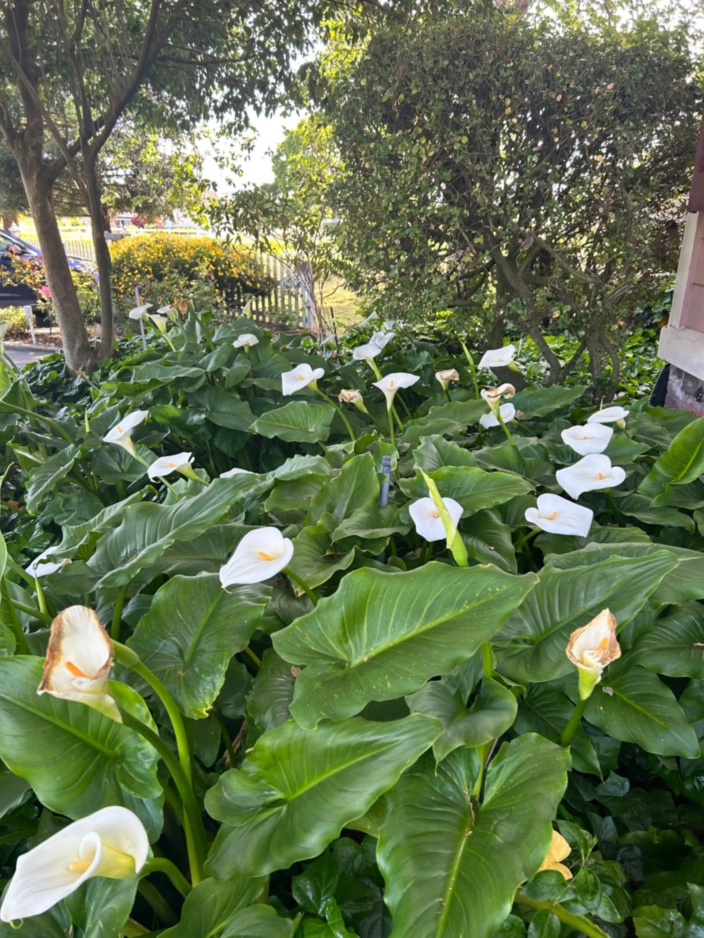 Garden in The Gables Wine Country Inn