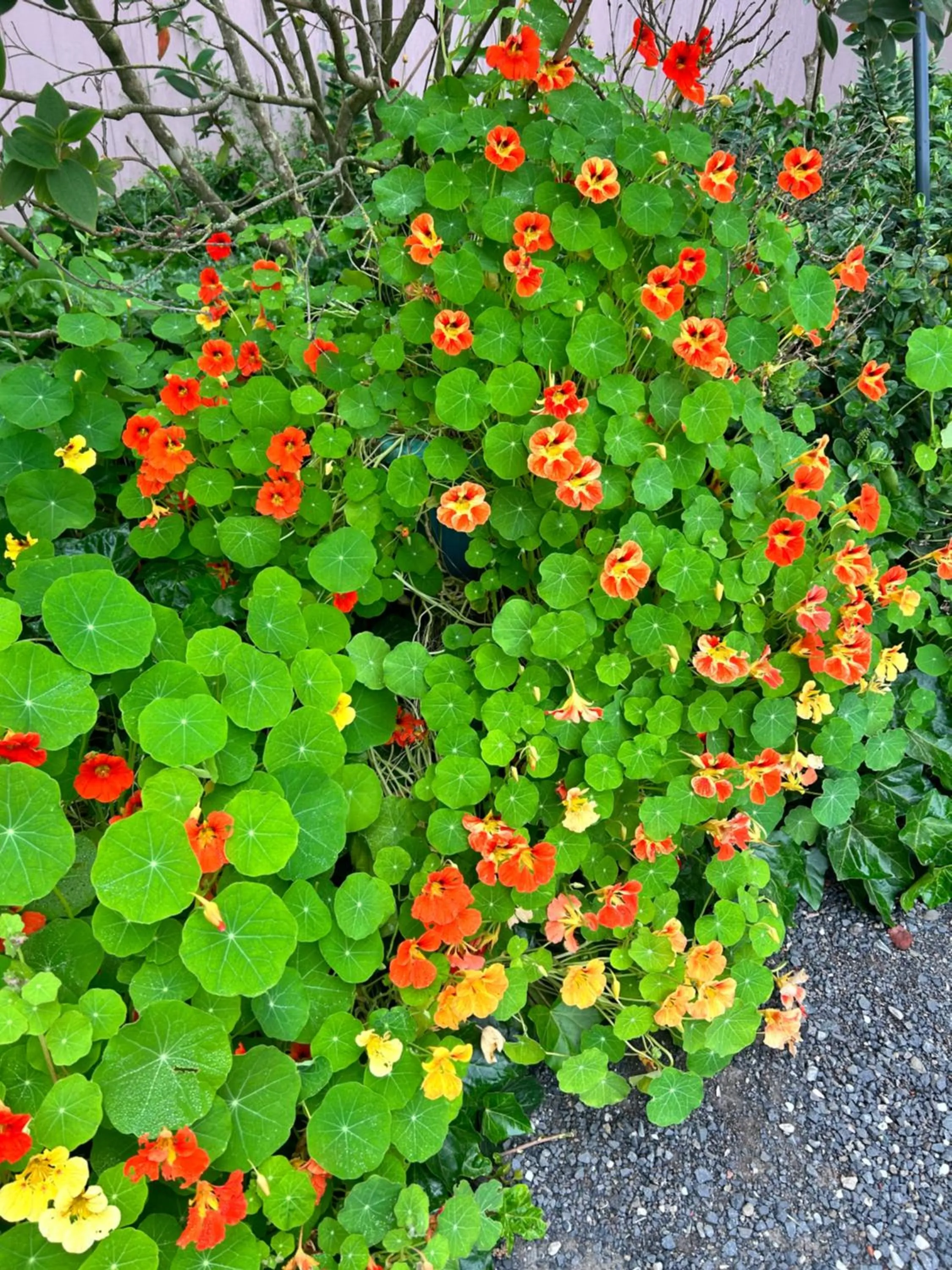 Garden in The Gables Wine Country Inn