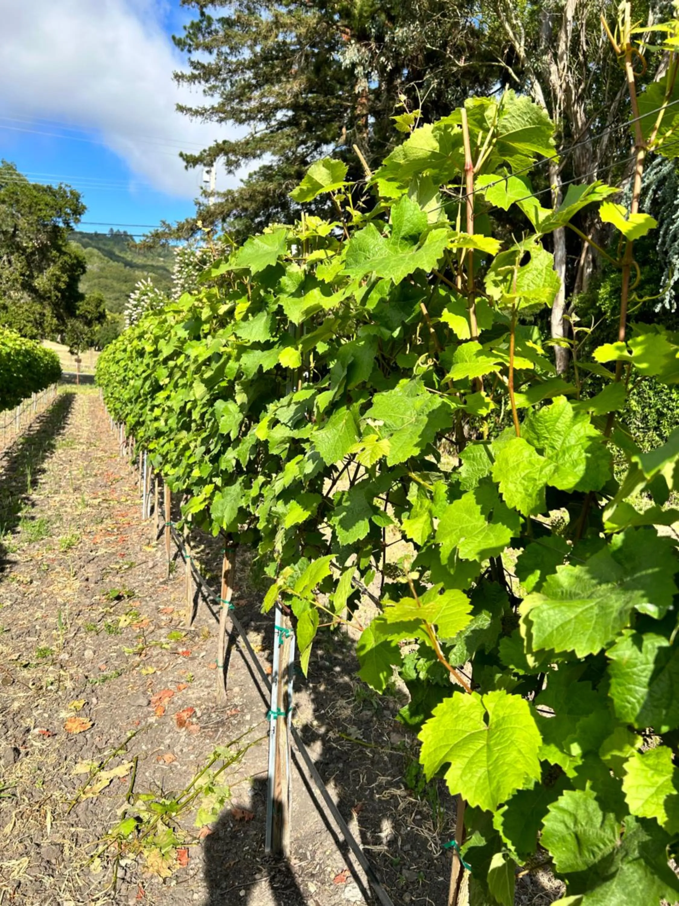 Garden in The Gables Wine Country Inn