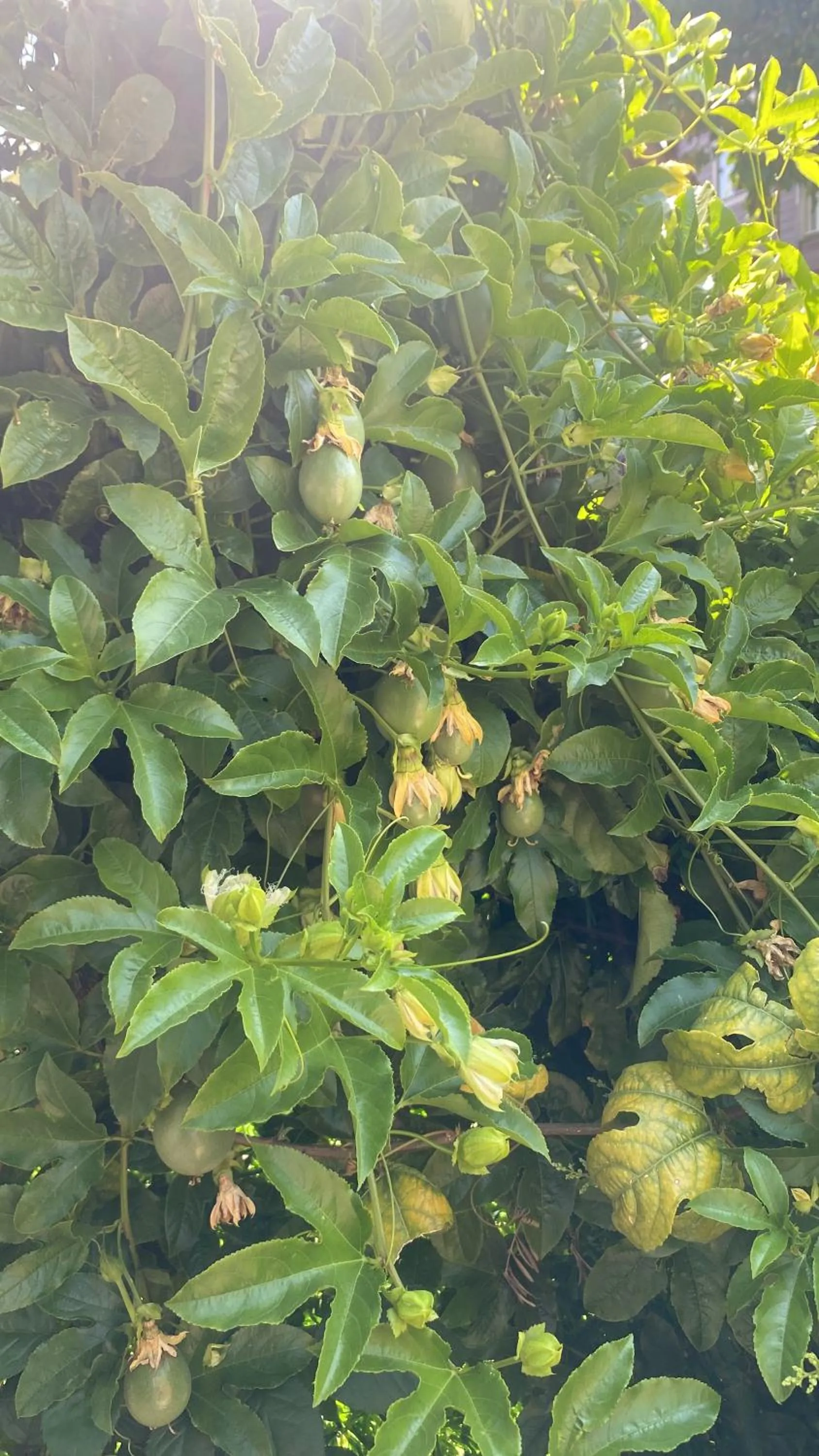 Spring in Rosemary Pansiyon