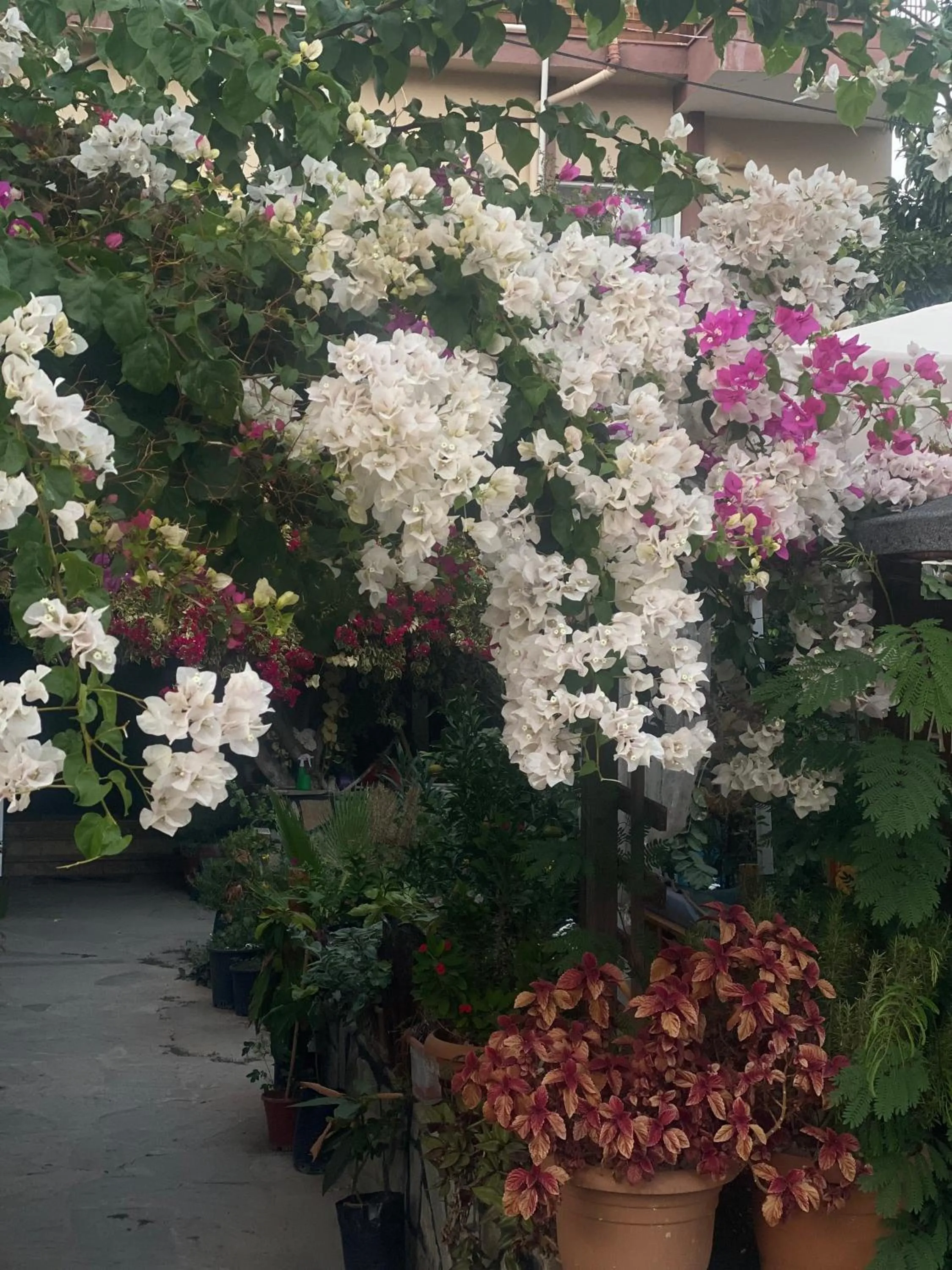 Garden in Rosemary Pansiyon
