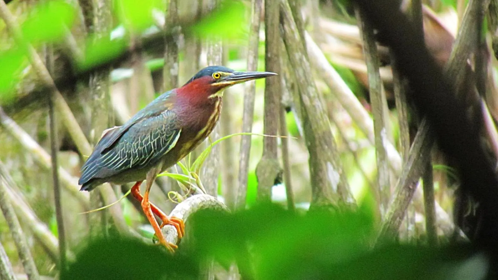 Property building in The Resort at Isla Palenque Member of the Cayuga Collection