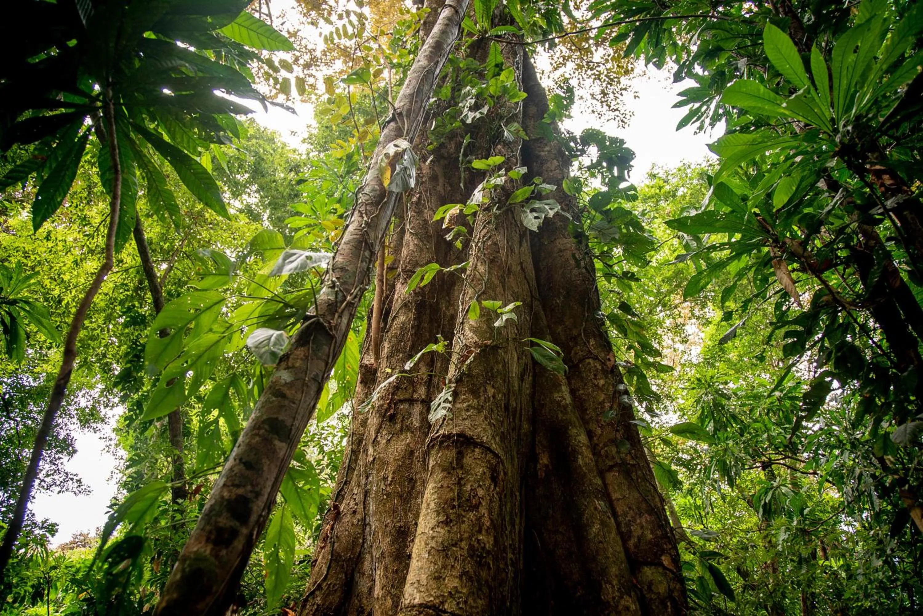 Activities in The Resort at Isla Palenque Member of the Cayuga Collection