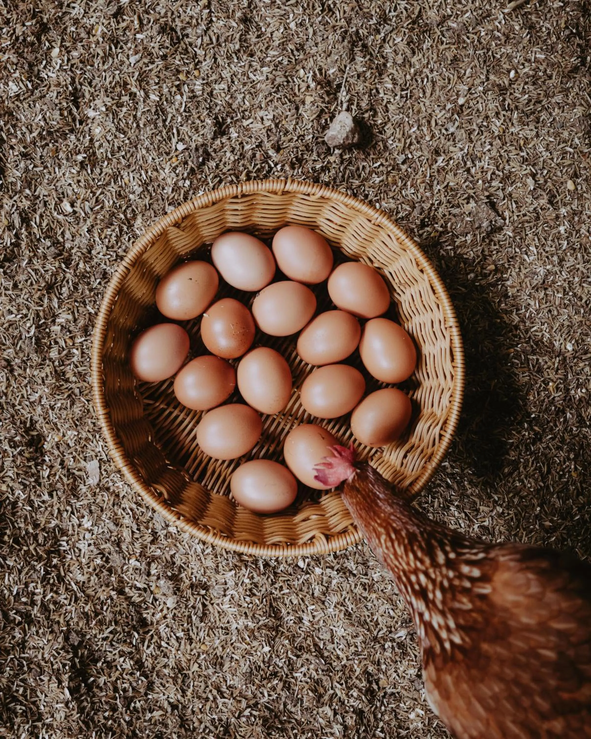 Restaurant/places to eat in The Resort at Isla Palenque Member of the Cayuga Collection